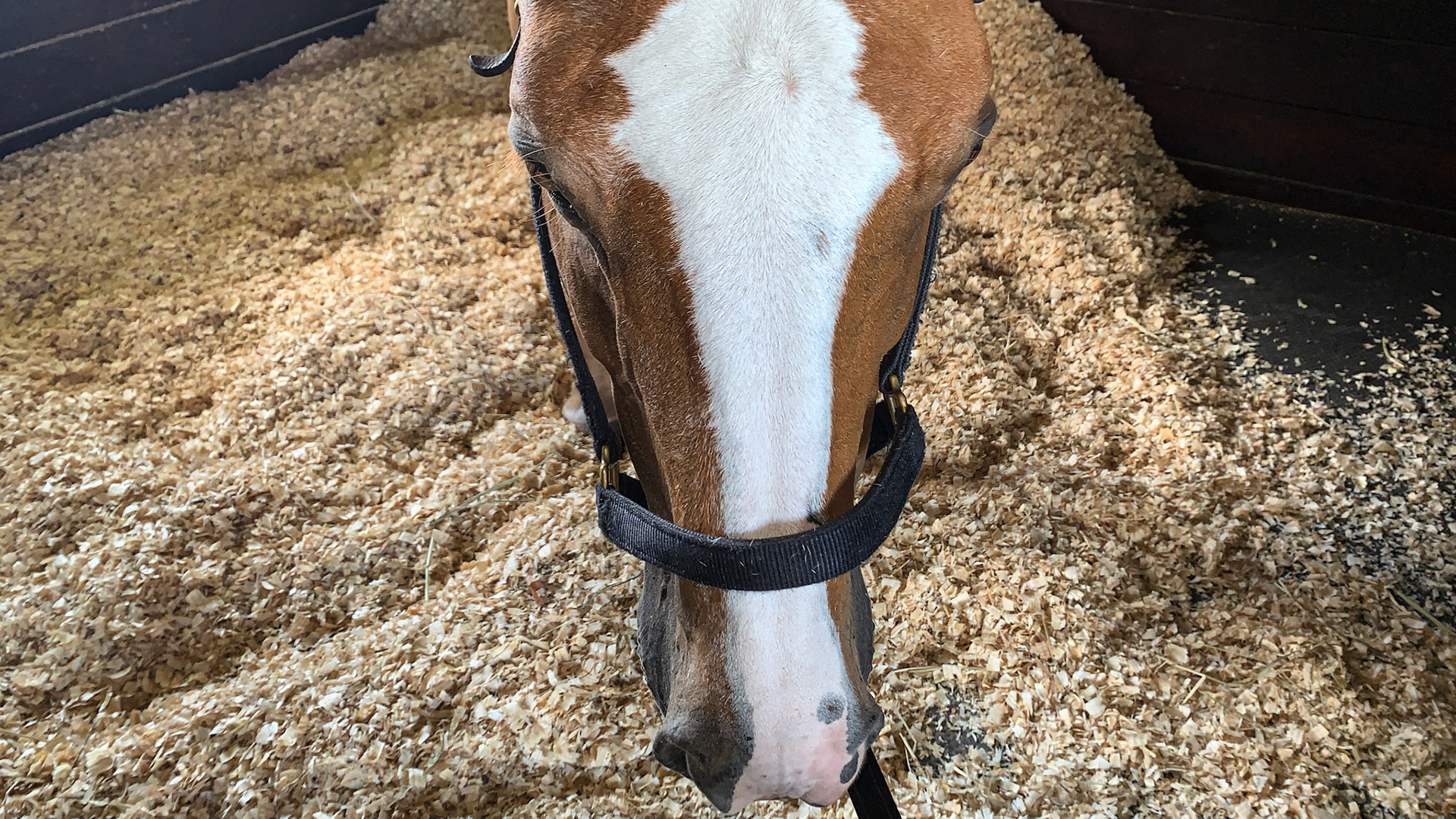 Star, stripe, snip. This horse also has a lower white lip.
