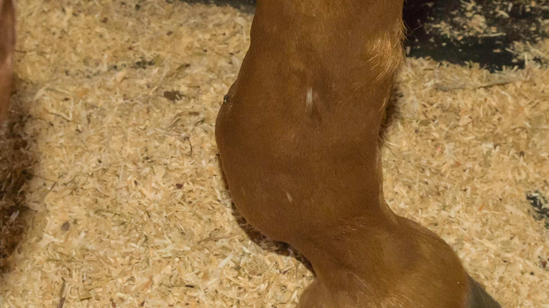 Fluid filled lateral fetlock: This is most likely a tendon sheath filling because the fluid is along the tendons, is caudal to the fetlock and is a firm fluid that can not be moved with finger pressure.