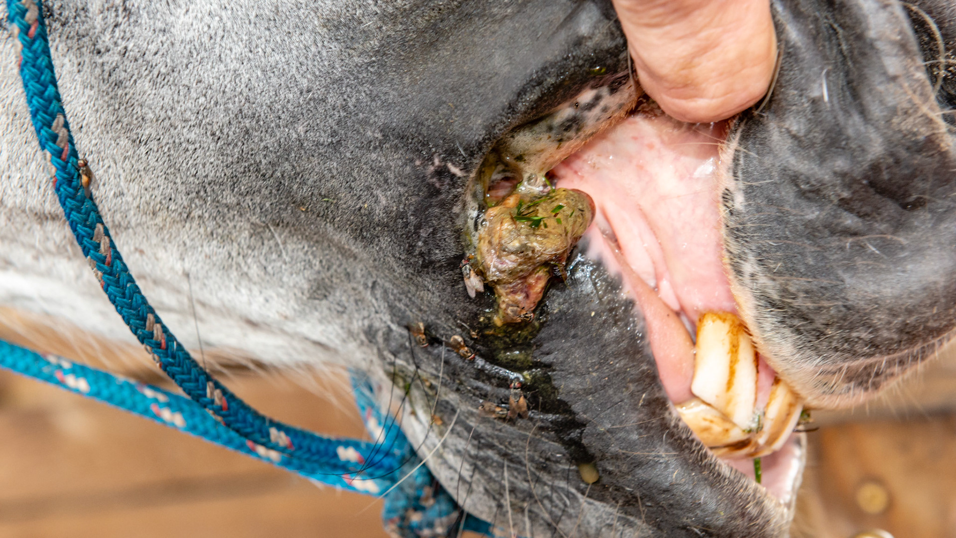 Lesion at corner of lip with necrotic debris. Very foul smelling. Debrided (removed the dead tissue) and antibiotics resolved.