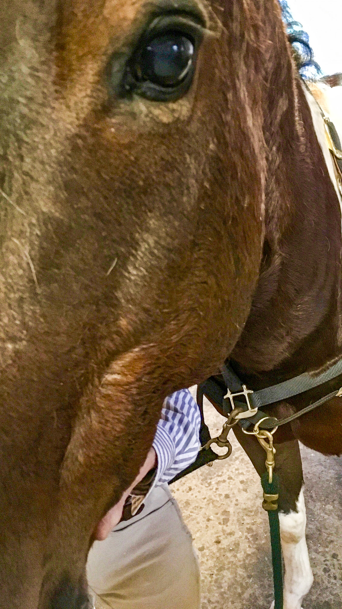 Left masseter muscle with no atrophy from EPM. He was responsive to treatment with levamisol decoquinate.  However he is unable to open the mouth fully and is unequal in tooth wear - sharper on the left.