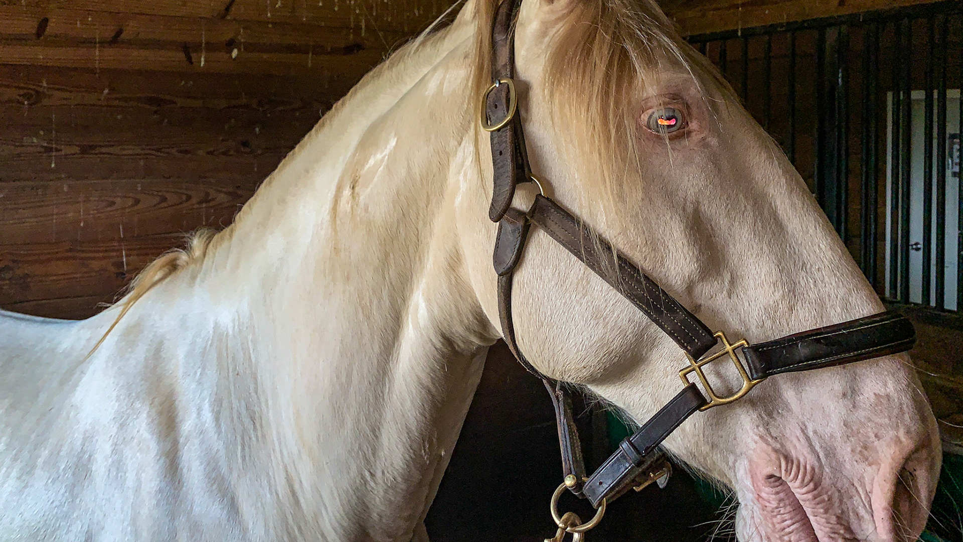 This is a double cream dilution of a red based horse (chestnut) making him a Cremello.  A single dilution would be a palomino but the pink skin and pale blue eyes are common with Cremello horses.