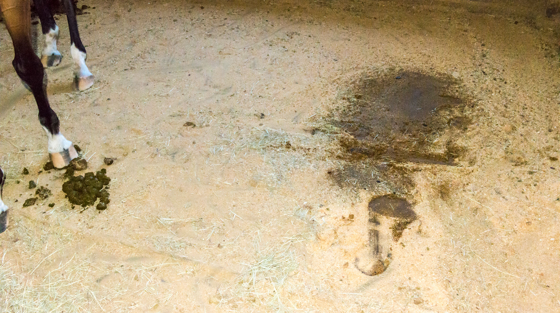 This solid rubberized fabric covers the entire floor of the stall making cleaning easy while not allowing waste to penetrate the ground below.