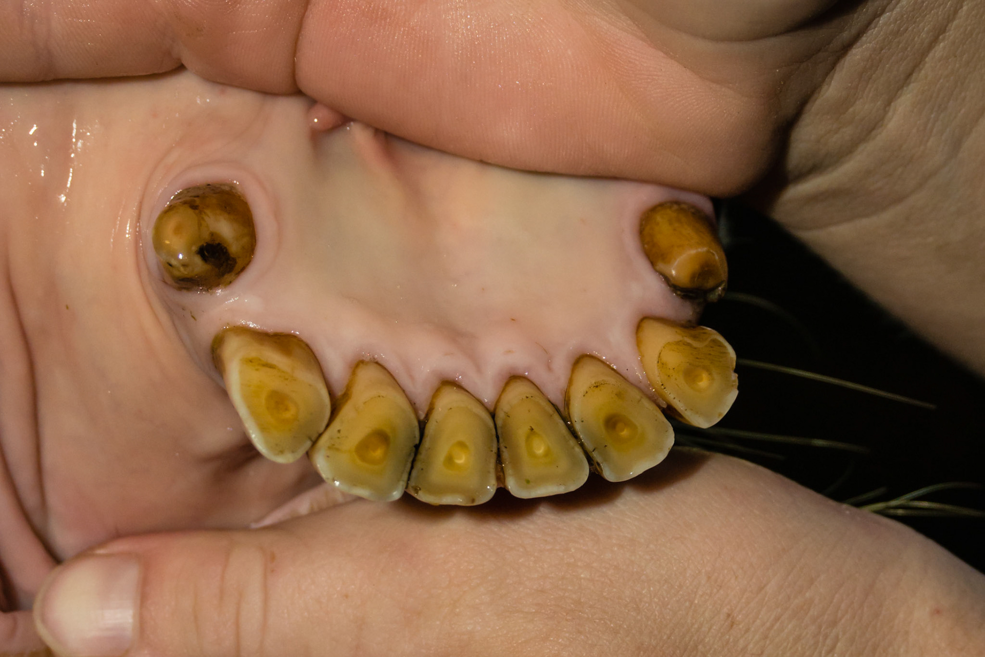 22yr - Horse with relaxed incisors in a natural position