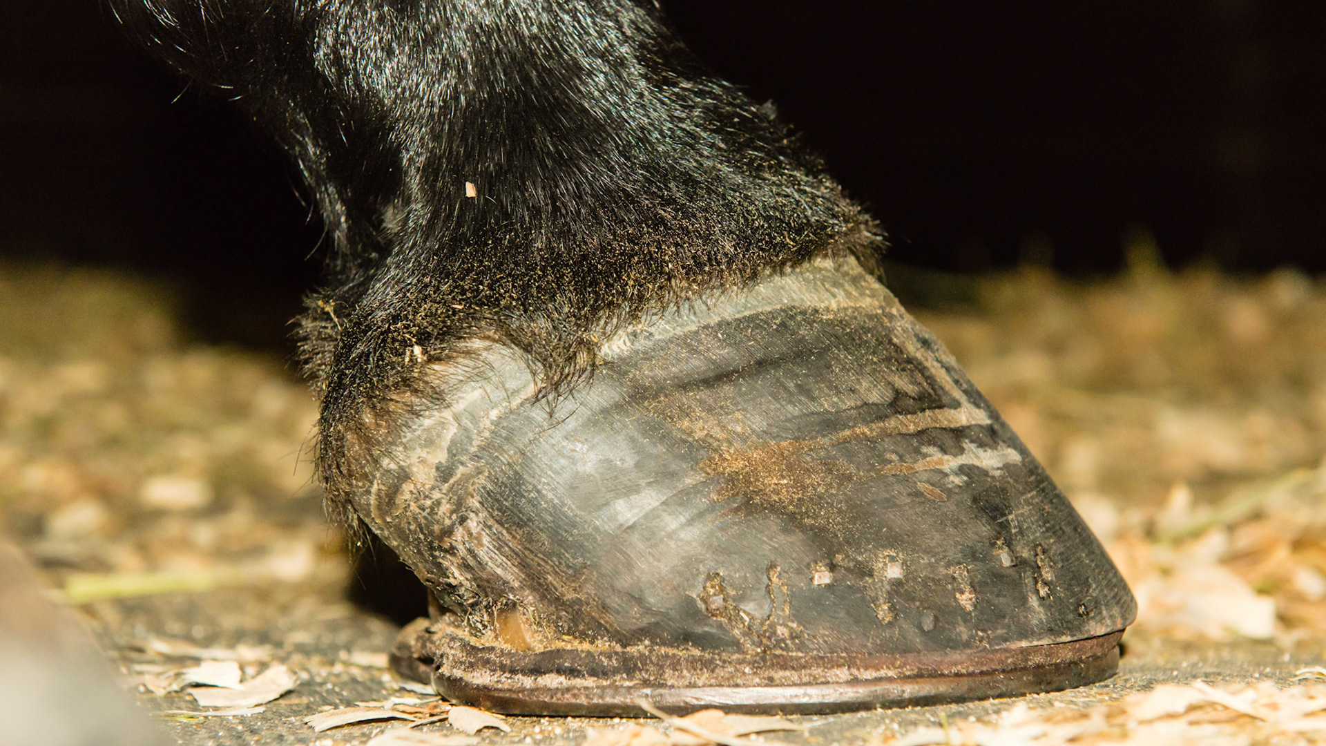 Deformed hoof in a successful competition horse. In this medial view of the LF you can see the fragility of the wall at the heel and the nail holes.  The hoof quality is poor requiring a patch on the other side.