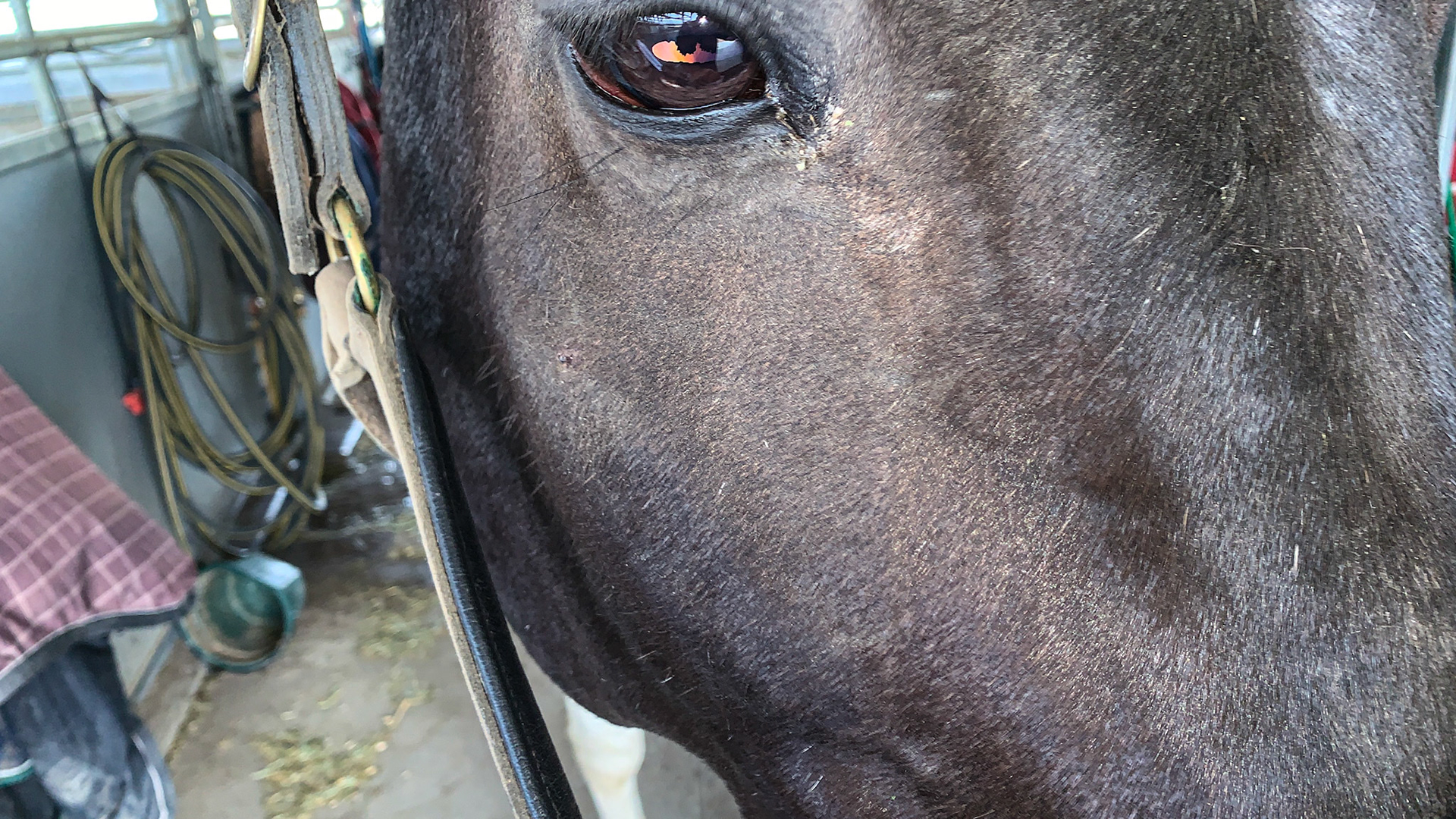 Trauma with swelling and pain to the right facial crest.