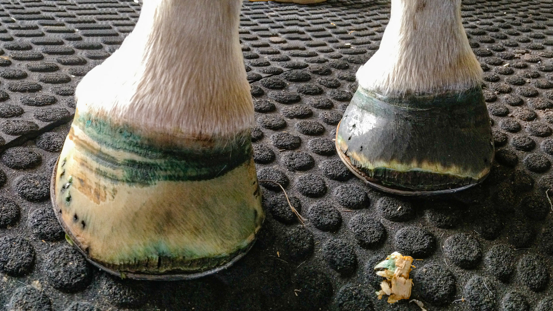 The outer walls are taller than the inner hoof walls. There is evidence of toe separation (seedy toe) seen on the freshly rasped hoof toes.