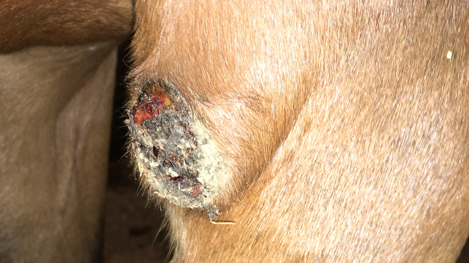 Show boil or capped elbow.