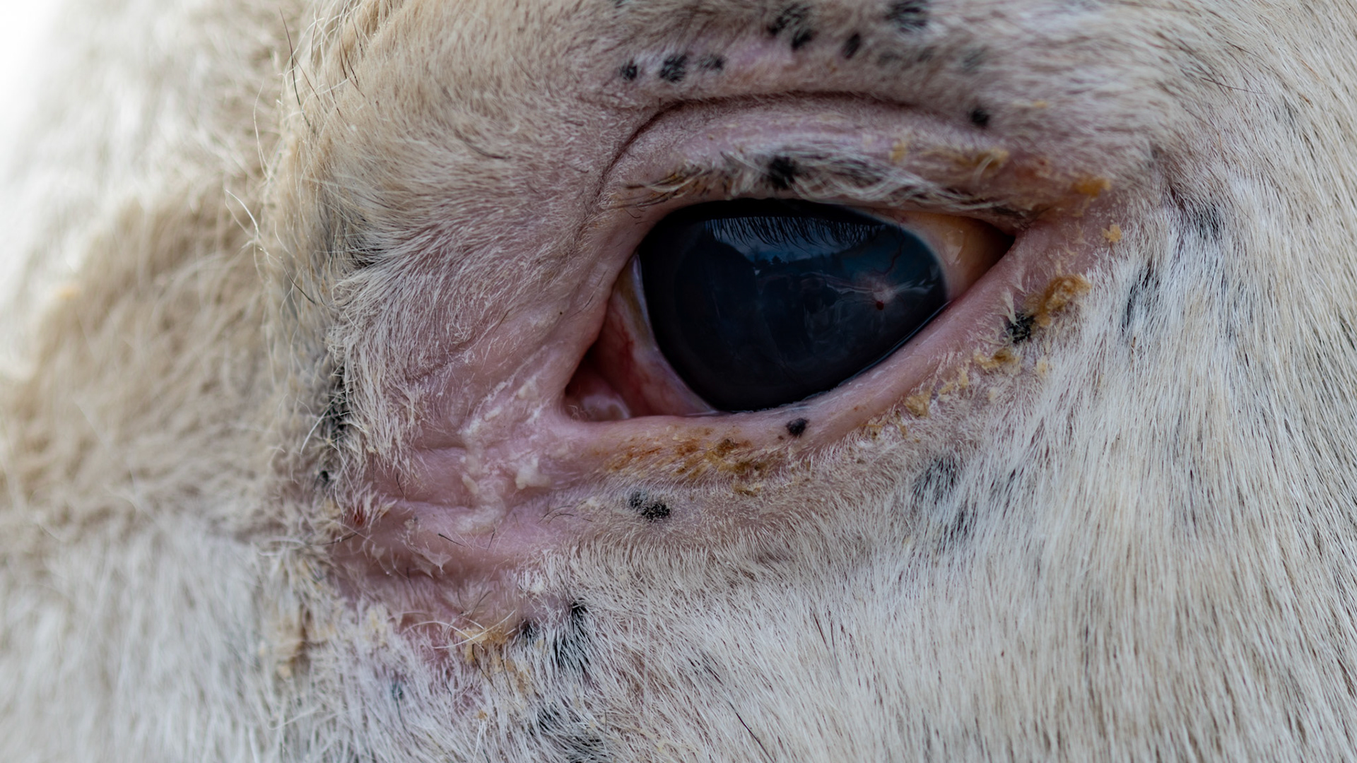 Horse A - Long standing eye injury from a puncture wound.