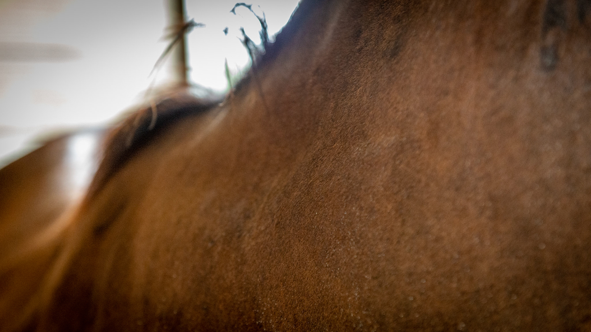 The enlargement on the other side of the neck suggests an injury a while ago caused possibly by savaging.  This is the most common spot for savaging from another horse where the aggressor clamps his mouth over the neck of the submissive horse. This is very common when stallions are pasture bred to submissive mares.
