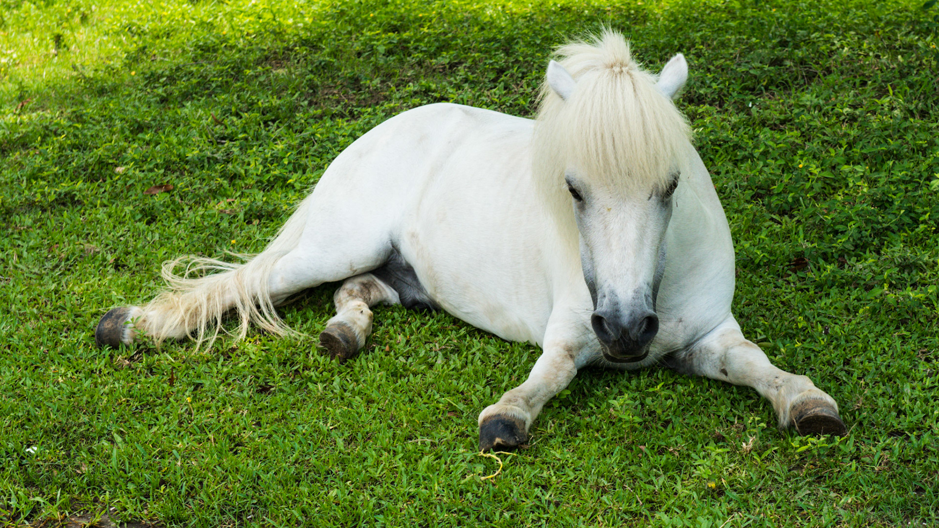 This dwarf mini horse laying comfortably in the grass near the barn to rest the legs.