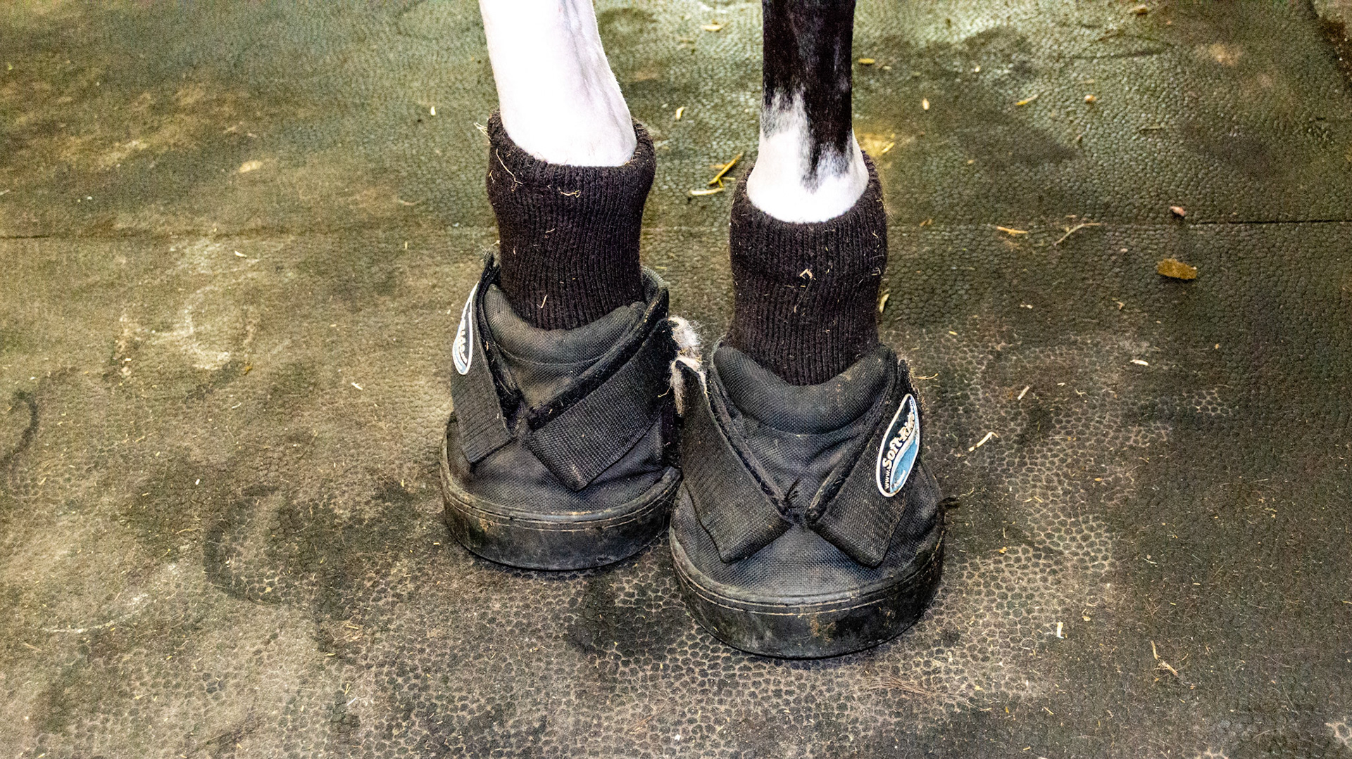 The sock is to cover the scratches he has. The cushioned boot is for something else.
