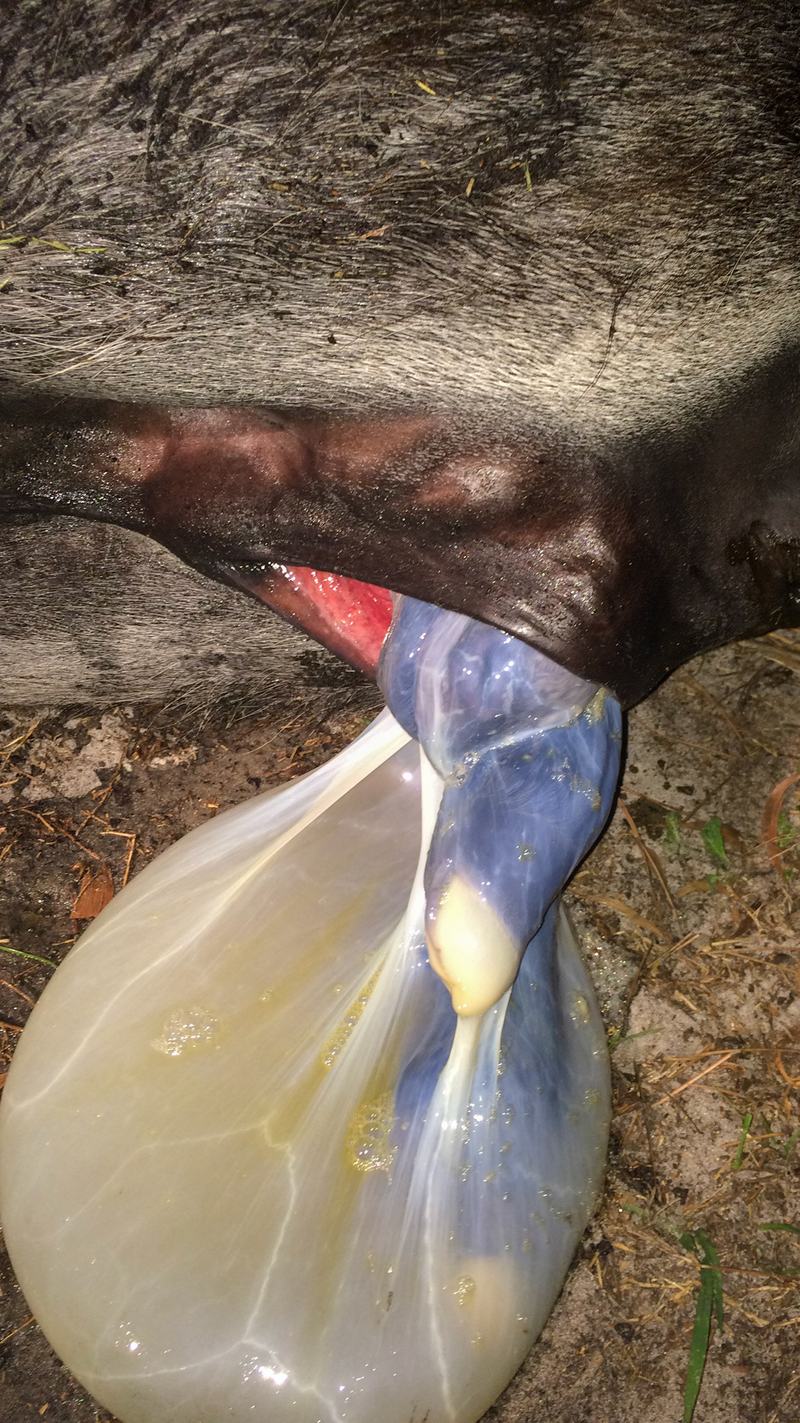 12/29 - Donkey birth - continuing