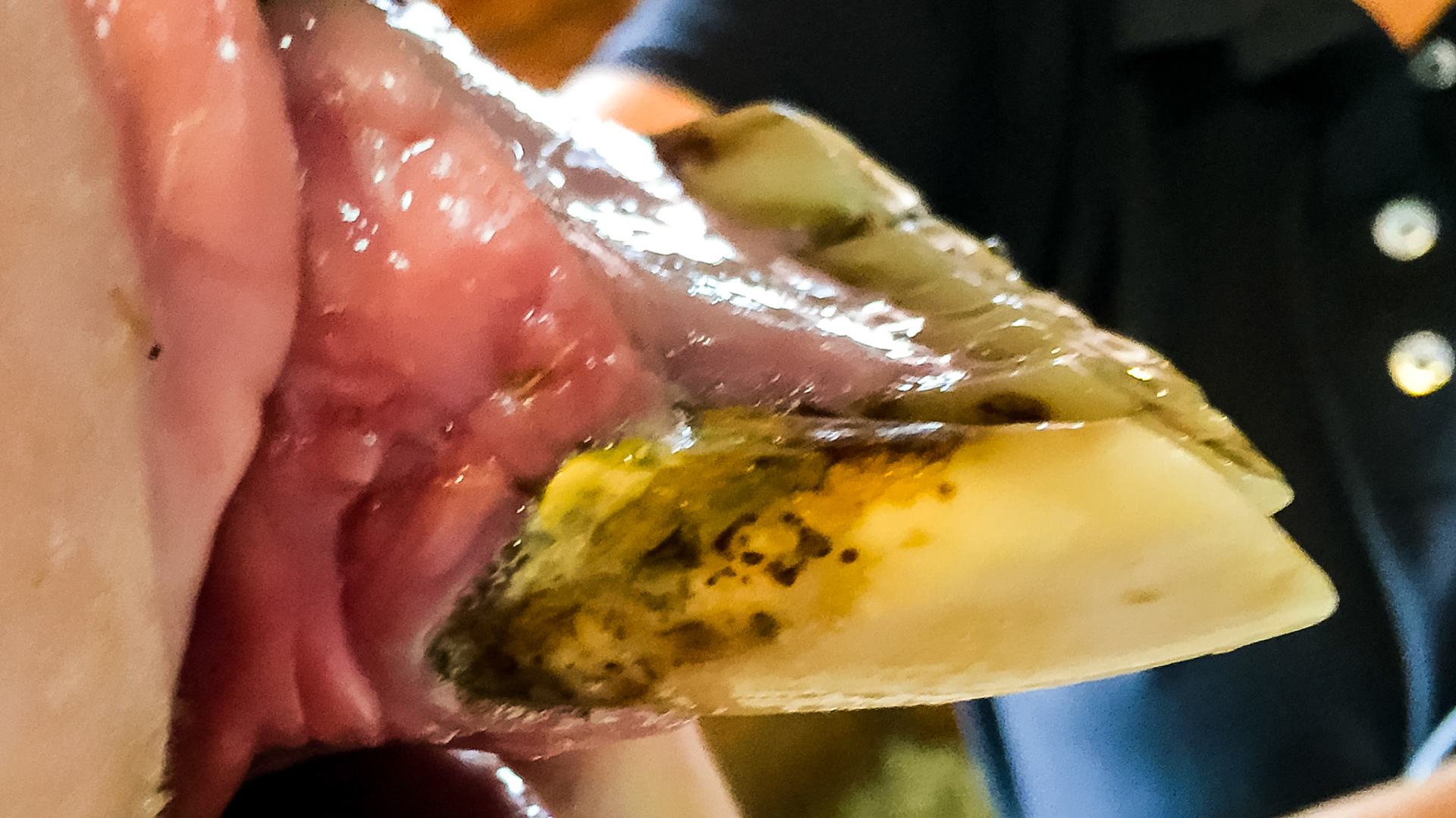 EOTRH horse 22 - client images of their horse with signs of EOTRH.