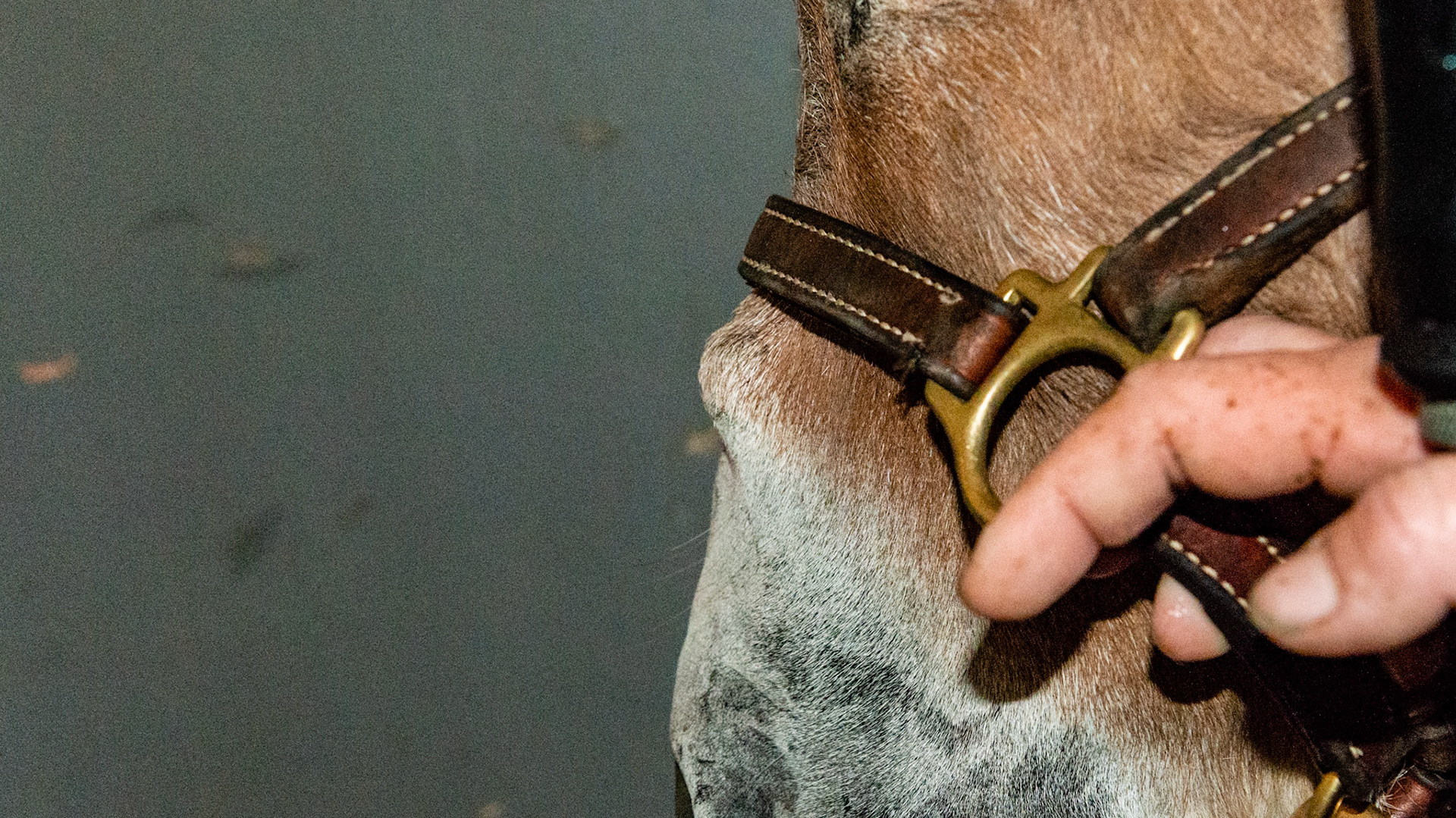 Hard, bony, non-painful lump on a mini donkey. Unknown cause.