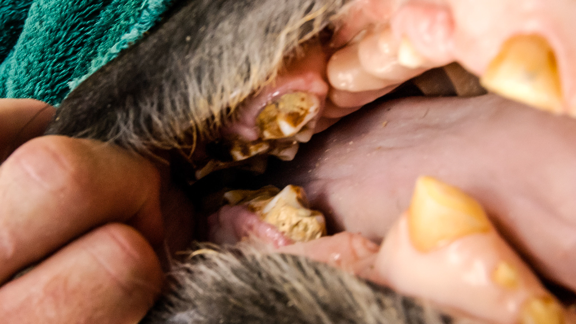 A tapir I have worked on.