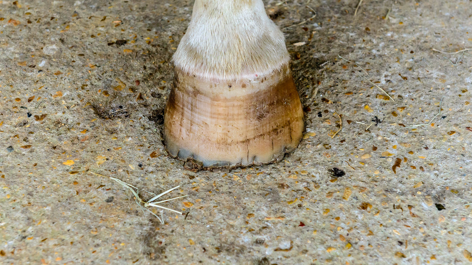 Poor hoof condition includes deformed hoof walls, splayed sides, cracked walls, cracked surfaces and edges, multiple rings and shifted lamellae and tubules. To me the cause comes from a chronic protein deficiency because the hoof is all protein (keratin) with 24% consisting of the one amino acid cystine with its unique disulfide bonds.  These bonds give strength to the hoof eliminating these signs of deficiency once added to the diet for a year. See the associated blogs.