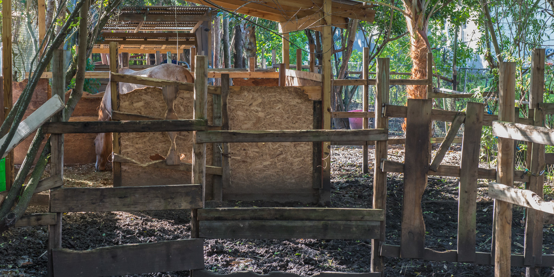 A horse in his run-in shed with a small turn out with no pasture.  Hay was available, but did not last long. A clean water supply was also available. Pine boards and particle board is chewed through by bored horses.