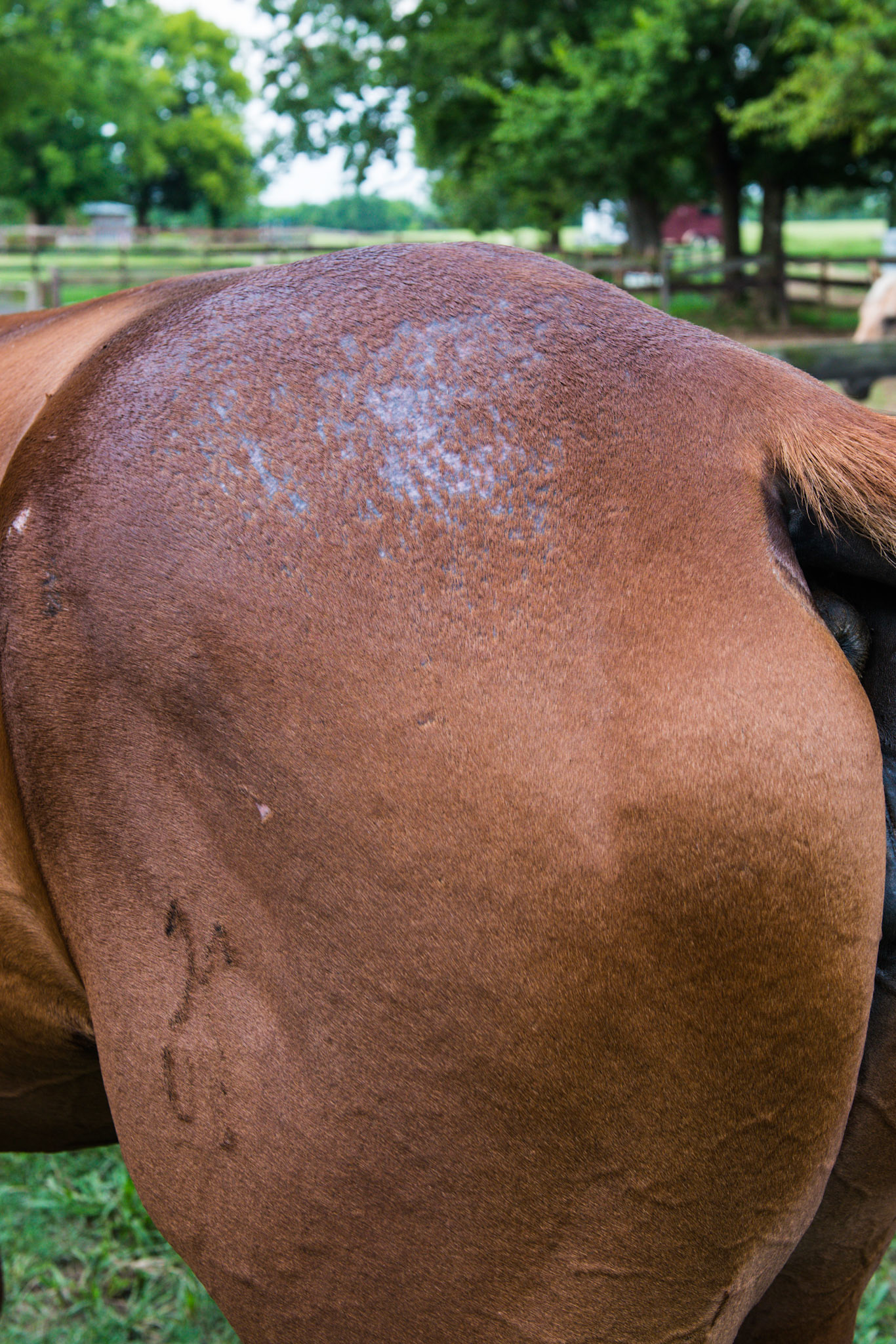 Horse A - Hair loss secondary to hives from drug reaction.
