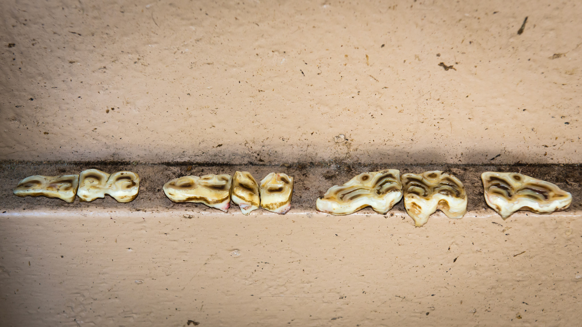 7 caps were mature and ready to come out. In the left half are the lower 6's and 7's.  #77 was broken in half.  This picture shows the occlusal surface.