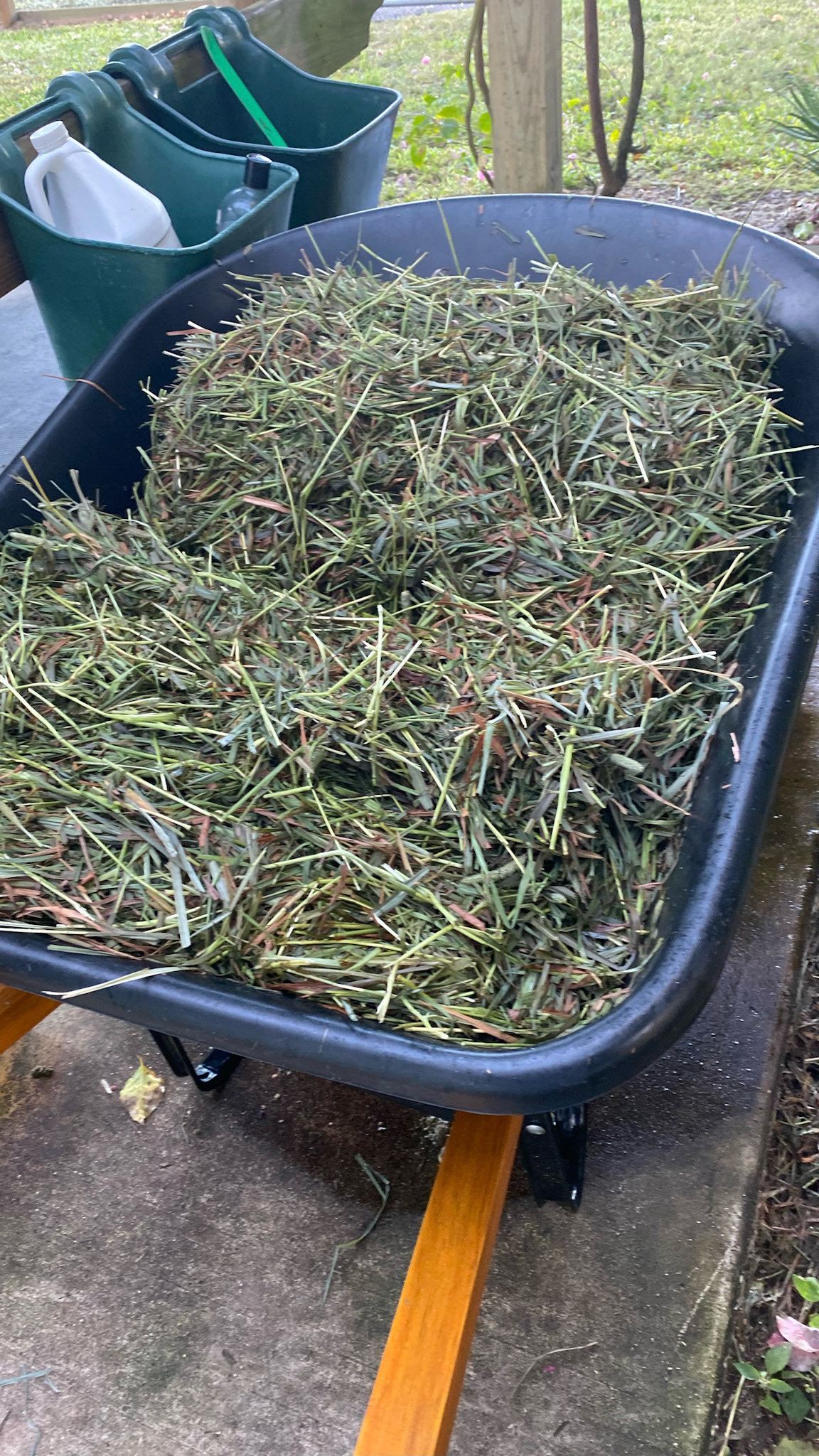 Hay loaded into the wheel barrow that was filled with water for soaking.
