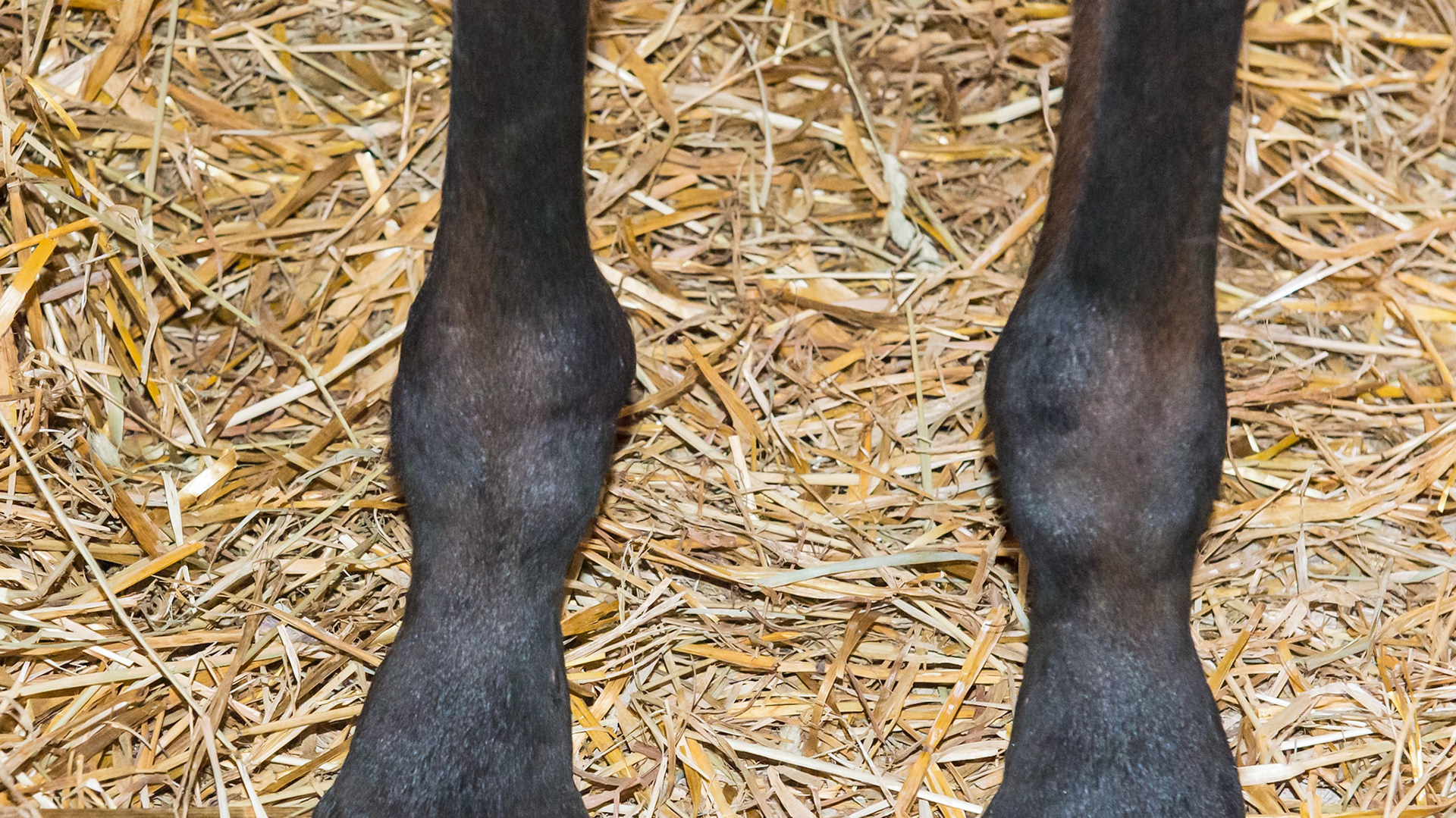 Epiphysitis in a 4 month old. The enlargements at the fetlocks look like 2 round firm masses on the inside of both of these limbs.