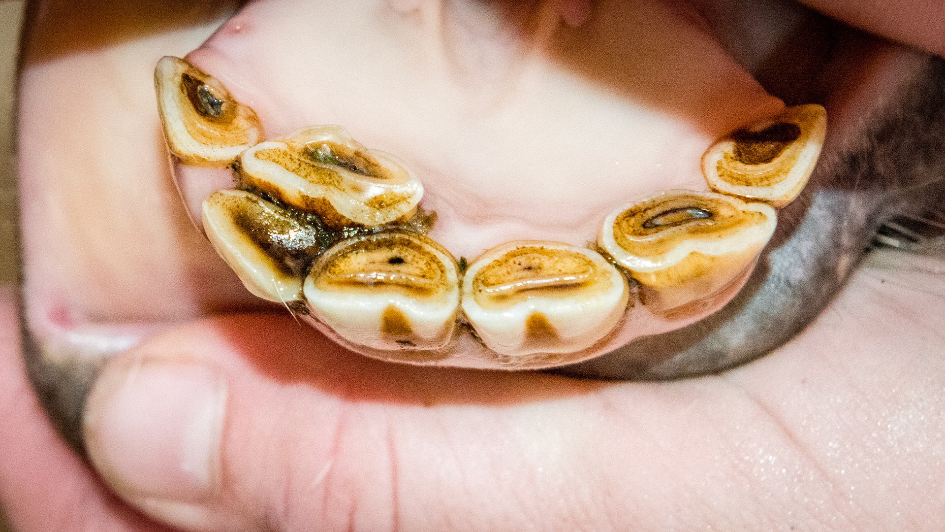 Incisor cap extractions horse 6 - 82 cap retained with displacement of 42.