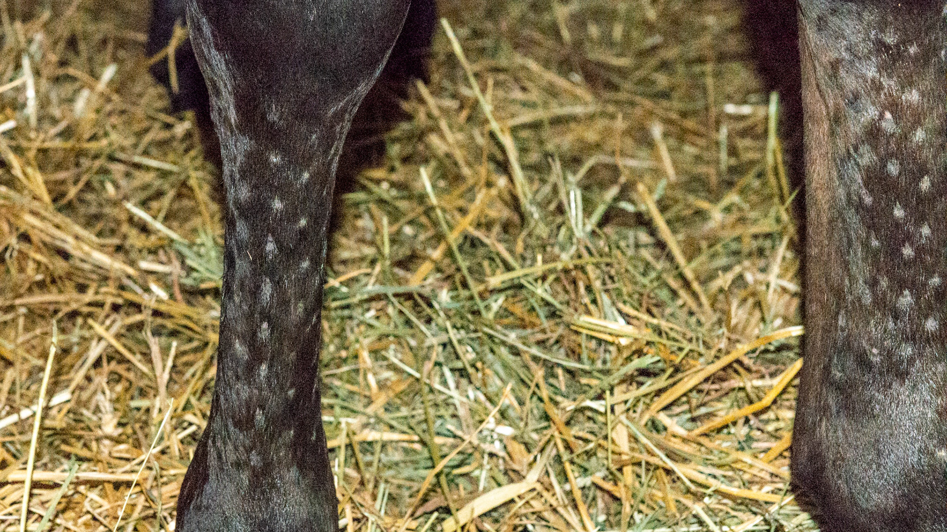 Recent pinfiring of both front cannon bones was a common treatment for bucked shins (inflammation of the periosteum covering the front of the cannon bone from over training young horses.  It is no longer taught in vet schools because it is considered a harmful treatment.