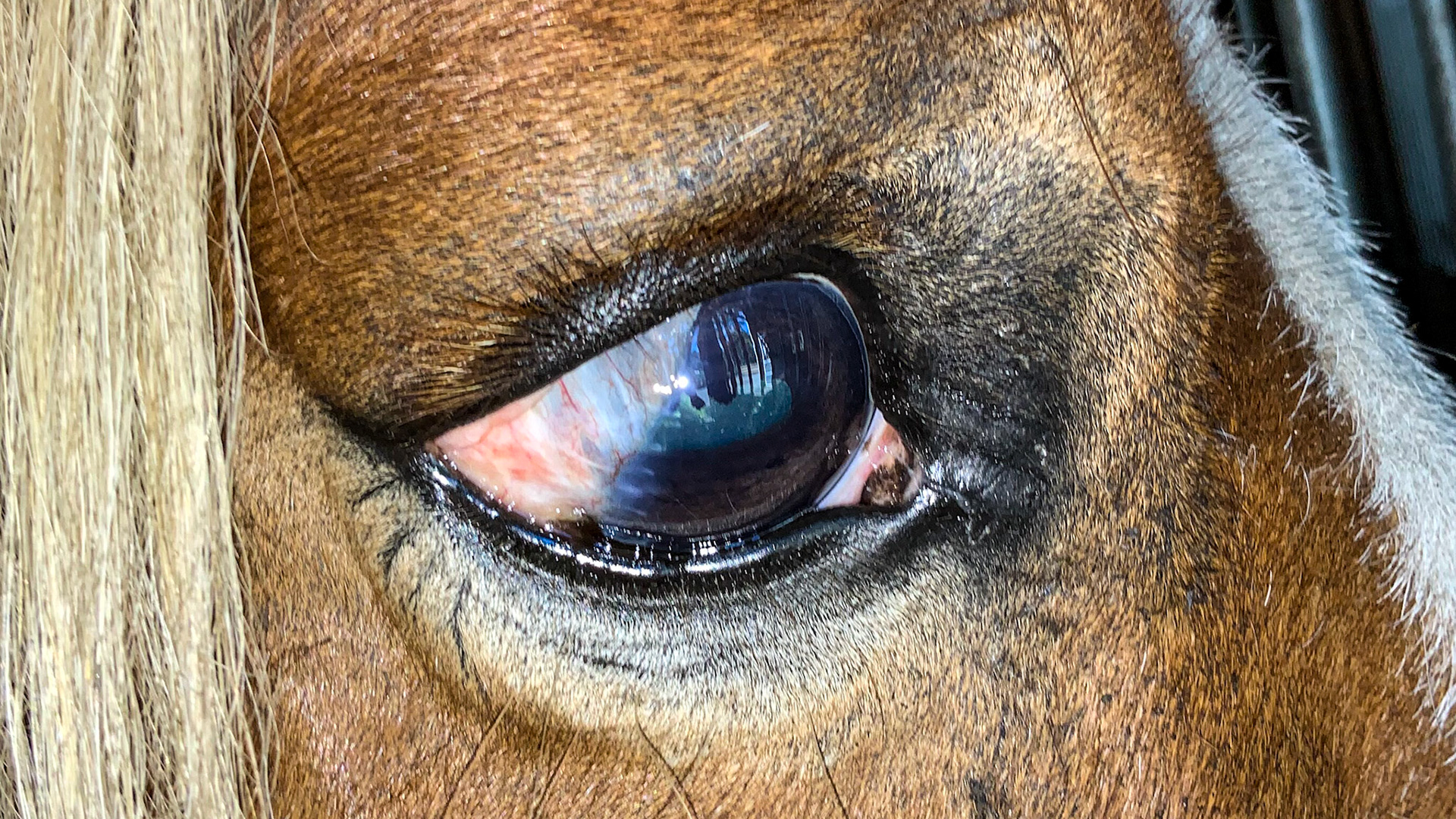 This cornea has permanent damage with scar tissue and blood vessels coming from the sclera (the white outer part of the eyeball) onto the cornea.  There are cataract changes (opacities) in the lens seen as bright spots through the pupil giving this horse very limited vision.