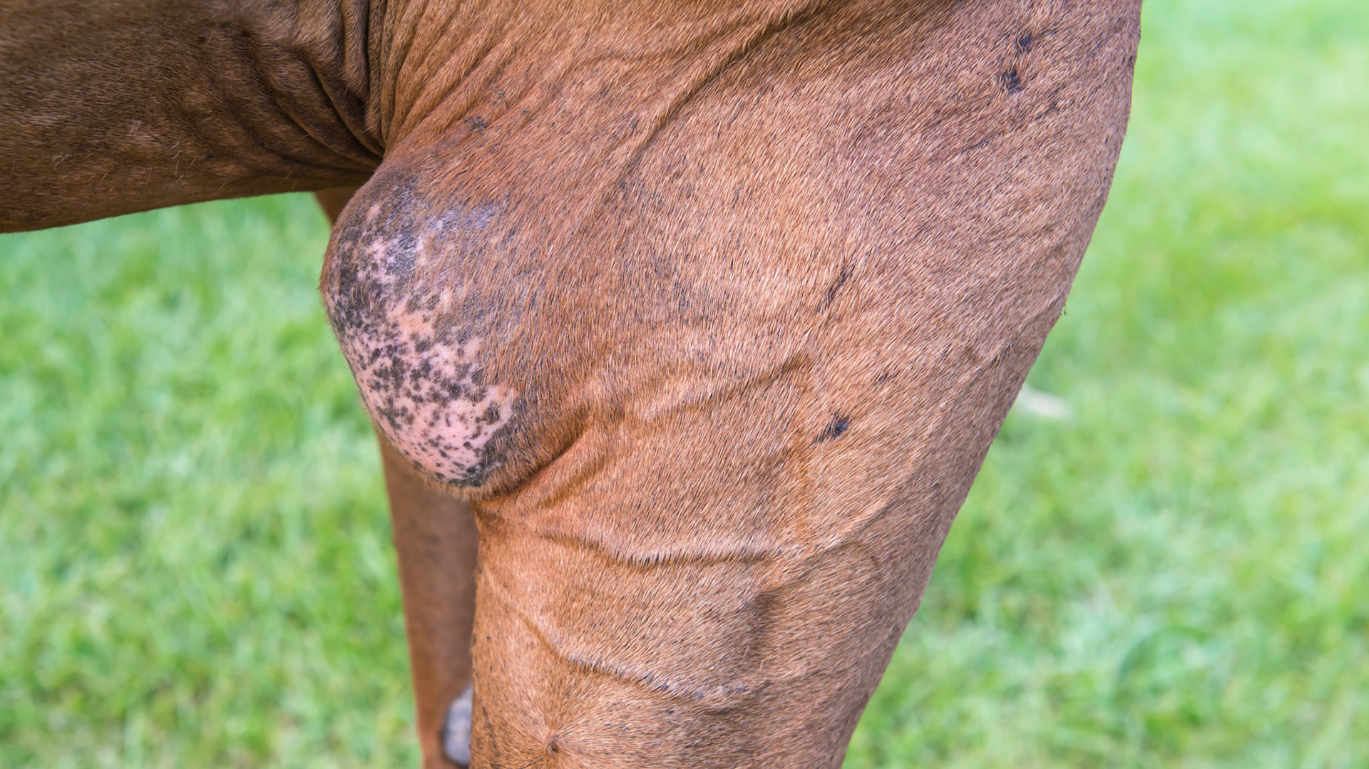 Shoe boil behind the right elbow.