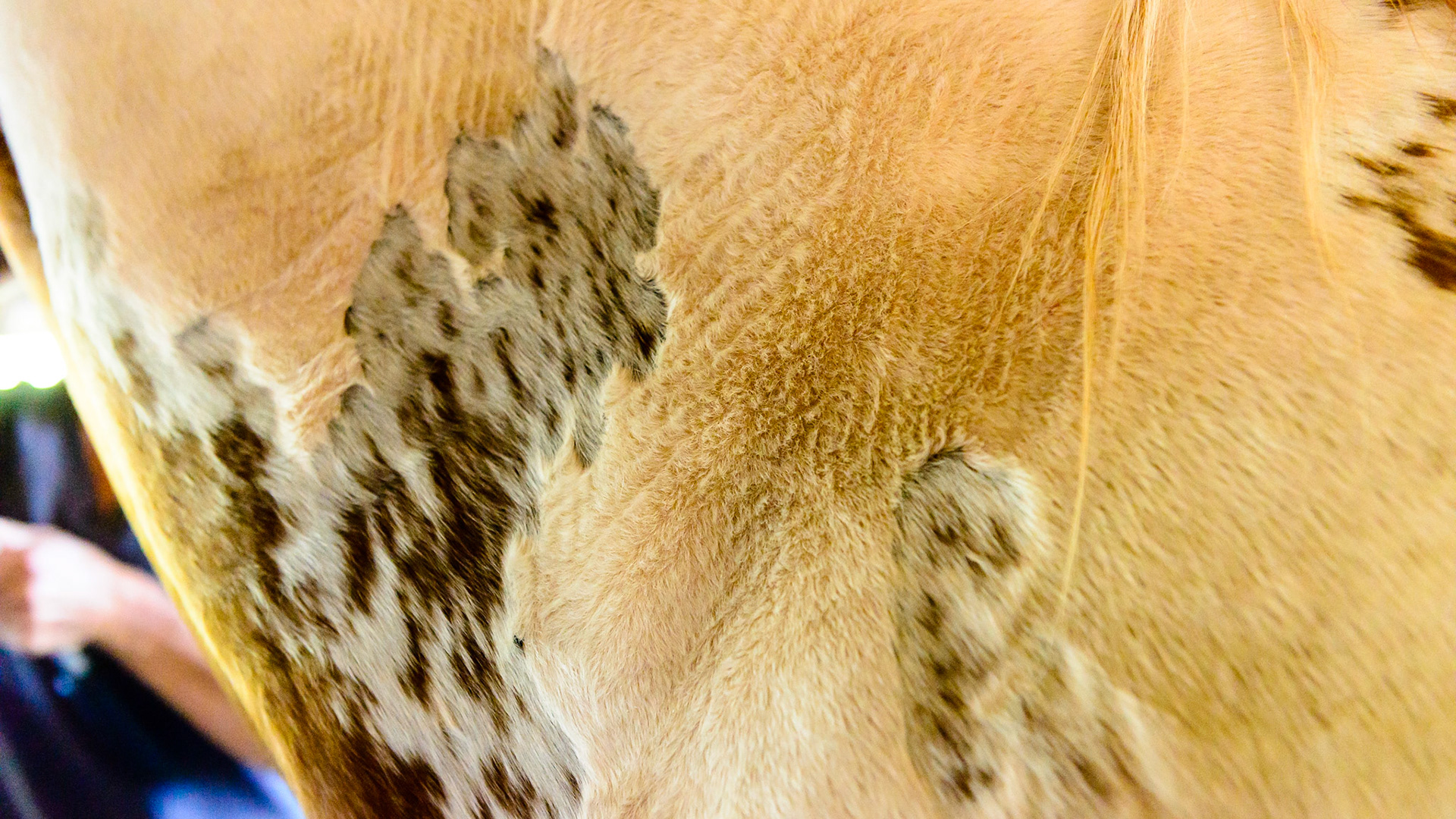 The hair of the white areas are longer than those of the colored areas.