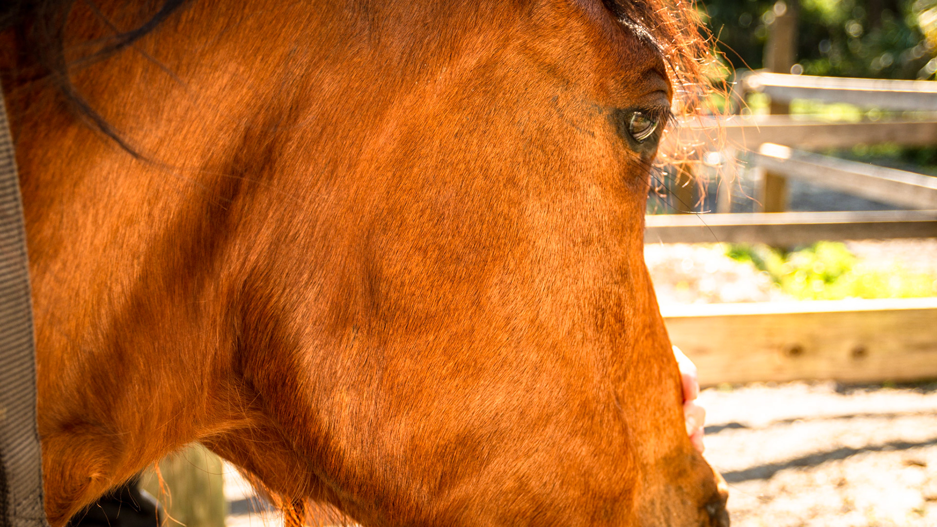 The right cheek muscle (masseter muscle) is atrophied (shrunken) and the horse is unable to open the mouth more than an inch and a half (3.5 to 4 cm).  The left cheek muscle appears normal.  This is usually due to trauma to the nerves causing the atrophy and then the scaring of the muscle preventing it from expanding allowing the mouth to open.
