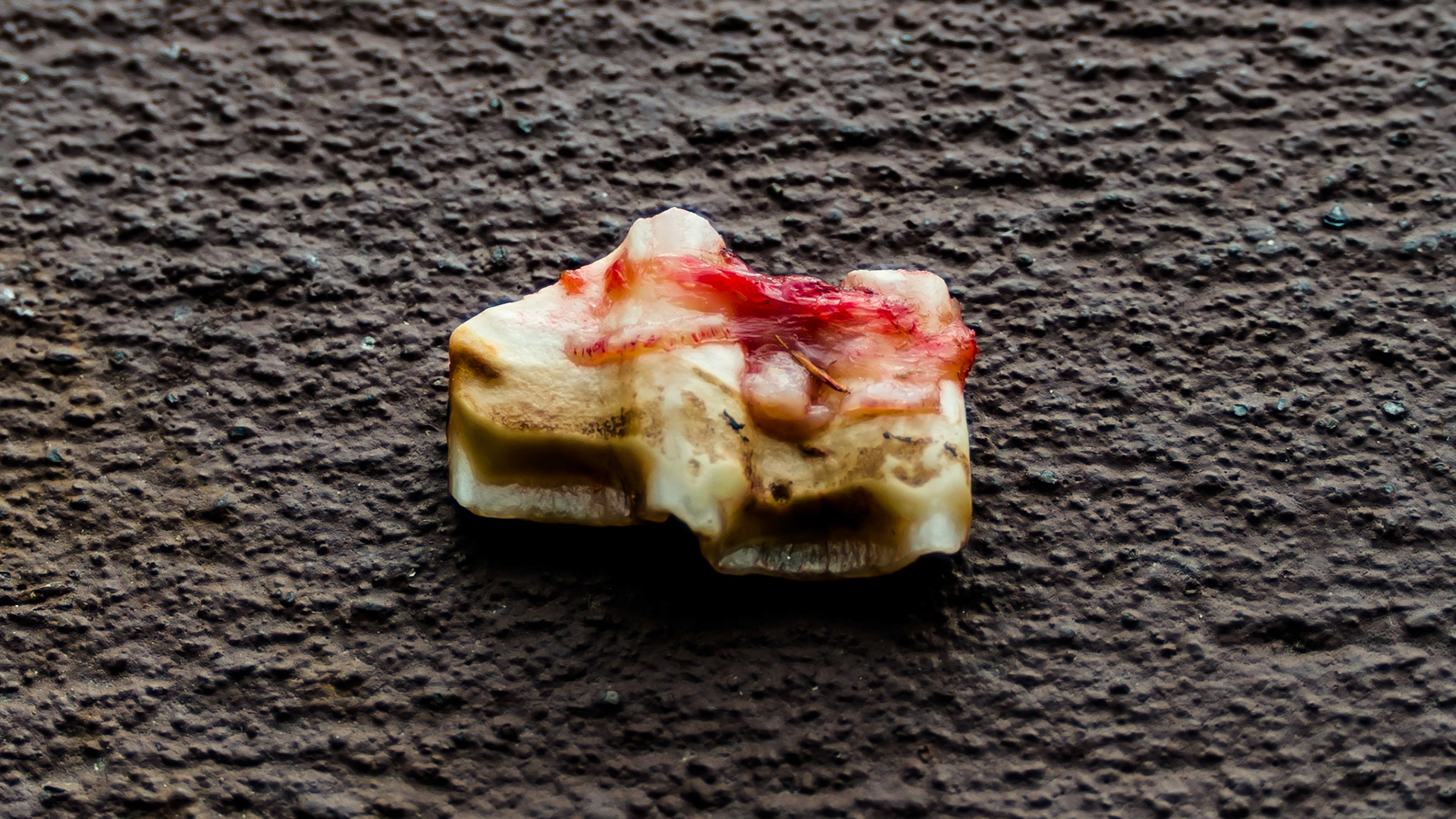 Cheek teeth fracture horse 2 -Saggital molar fragment #110 buccal in a 23 year old horse.