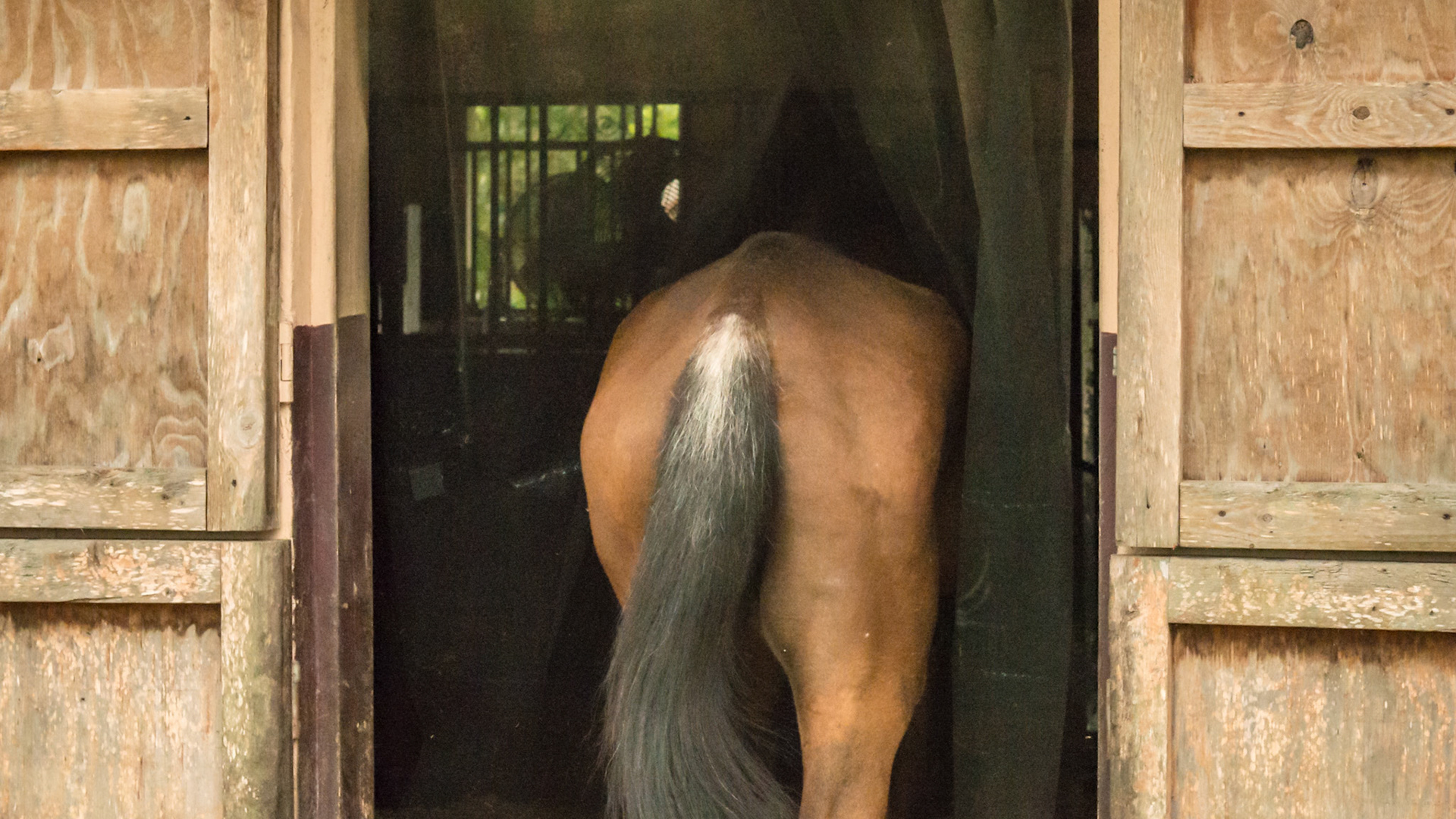 3 of 5 - Screen covers stall door access to paddock. The horse easily walks through the parted curtain.