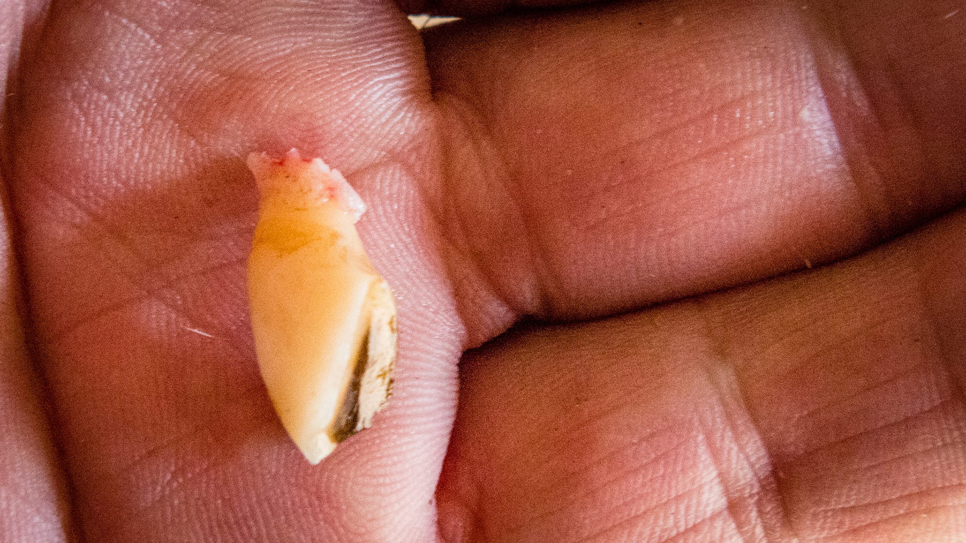 Incisor cap extractions horse 6 - The extracted cap.