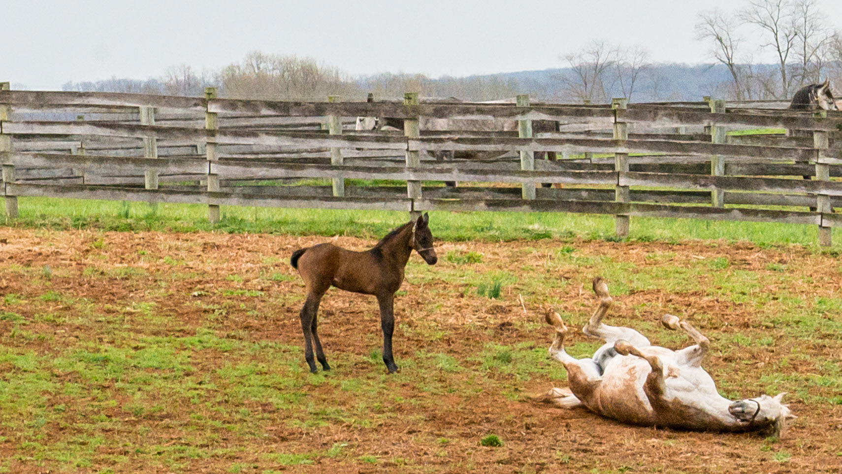 Foals in a Maryland field on a wet April day.