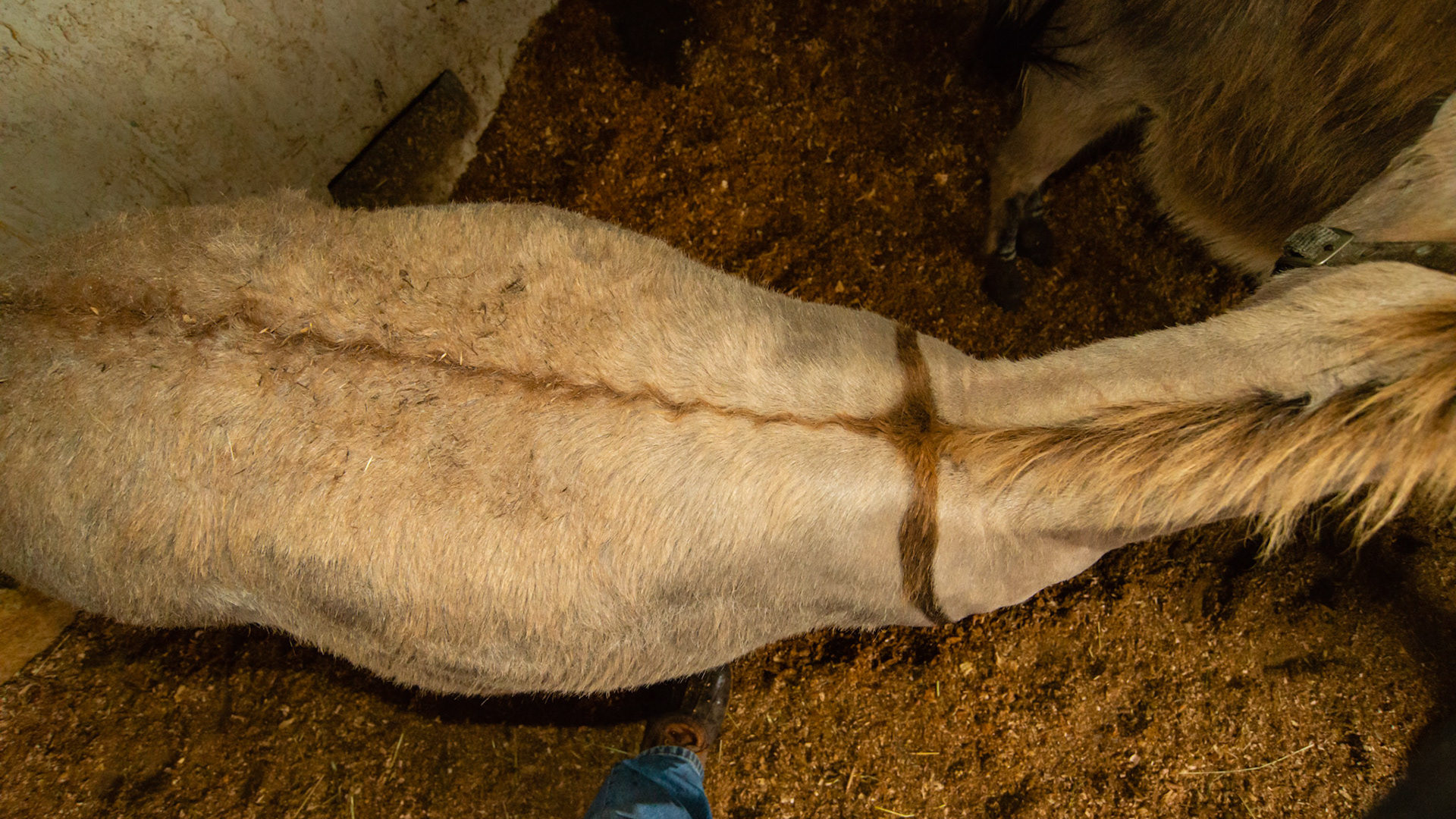The dorsal stripe of donkeys "The cross of Jesus"