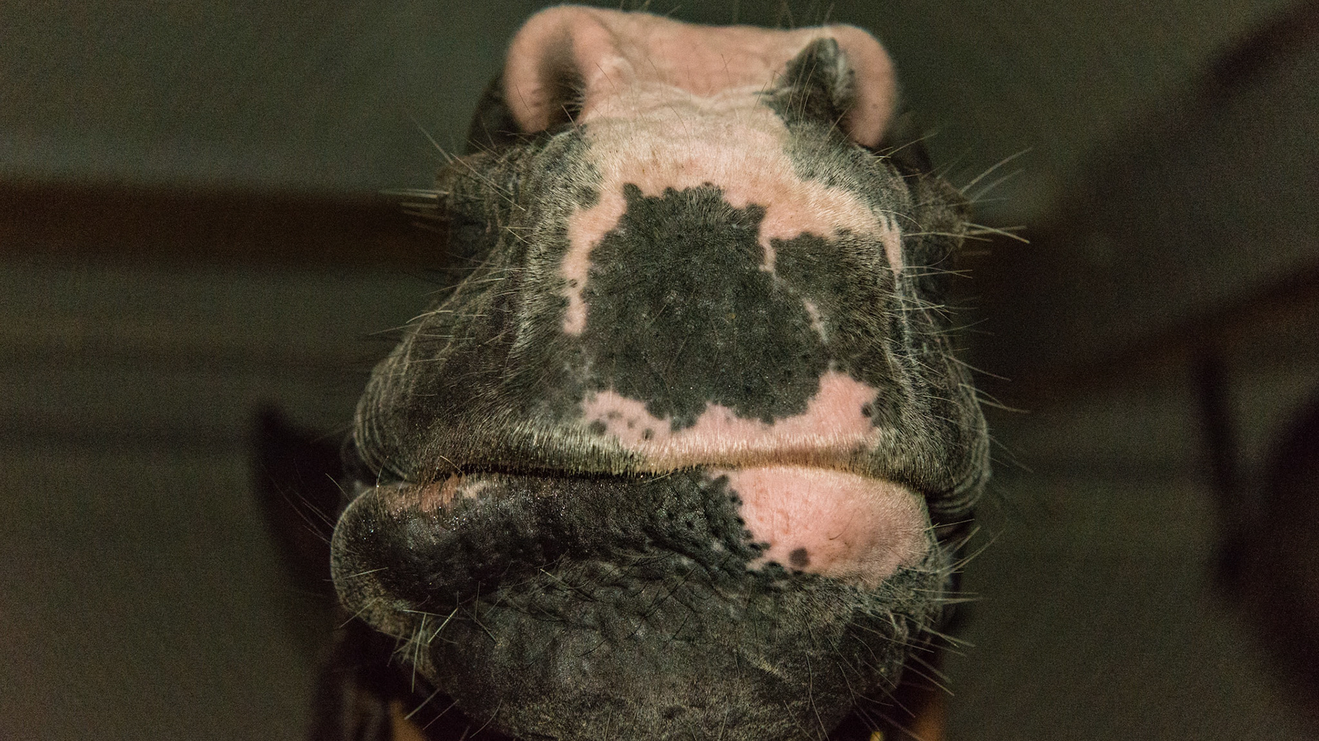 Horse B - 18 yr old with old trauma - missing 101, broken 102, and lip neuro deficit and #402 slightly over-erupted with tongue ware on front edge.