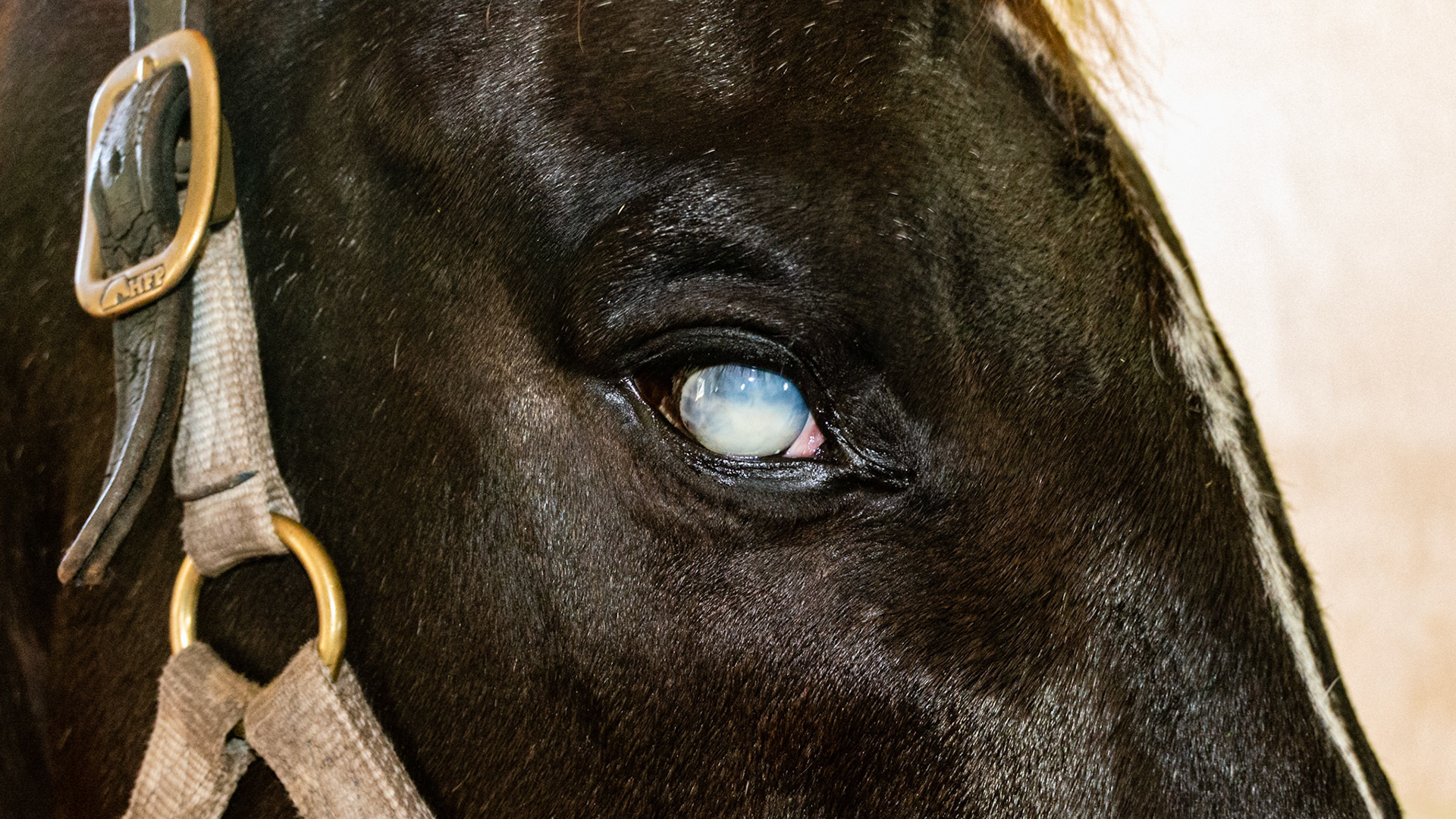 Horse F - Non-visual eye with decreased size due to trauma / puncture.