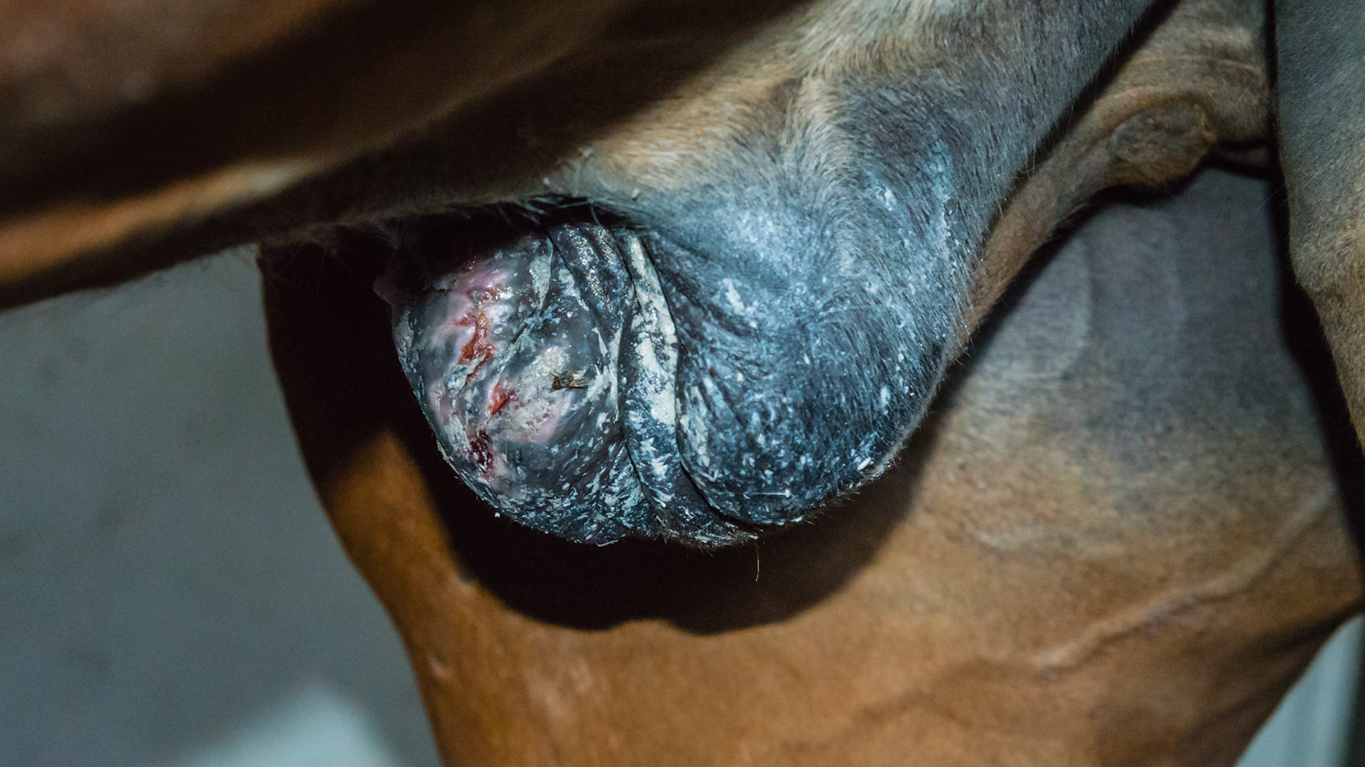 This sheath developed these lesions in April in Florida and are about 4 weeks old.  They are being treated with an ointment from a vet clinic with no ingredients listed.  It is slowly improving.  Deworming has been done every 6 months with the last deworming 6 months ago.  I suggested deworming once a week for 3 weeks and to keep this habronemiasis (summer sore) lesion clean.
