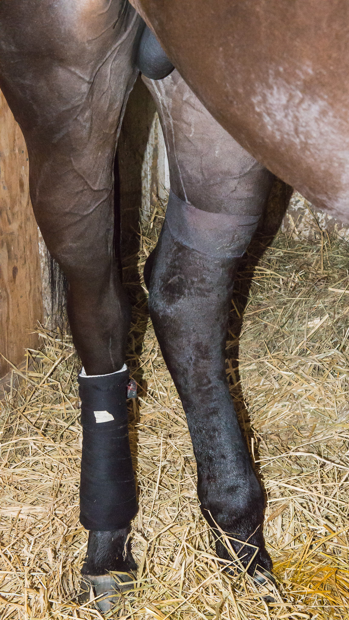 Lymphangitis - acute onset (overnight) of almost non-weight bearing lameness and swelling from the pastern up to the stifle.