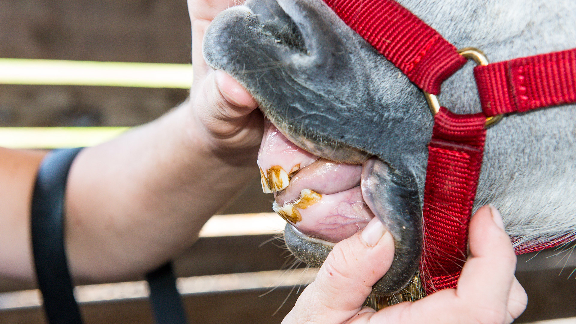 Incisor absence horse 2 - 7 yr old mini horse with #103 absent and 203 is rudimentary with overerupted hook on 303.