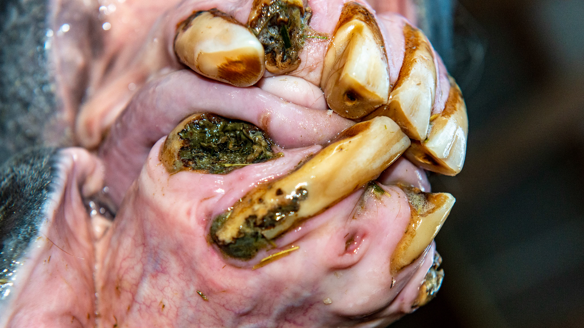 EOTRH horse 6 - Taken 8 months after extraction of decayed and fractured 403-  base of 402 exposed but firm in the mouth. All teeth firm with no bad smell or pain when filed with the small canine file. Cheek teeth not affected and in great shape in this 29 year old.