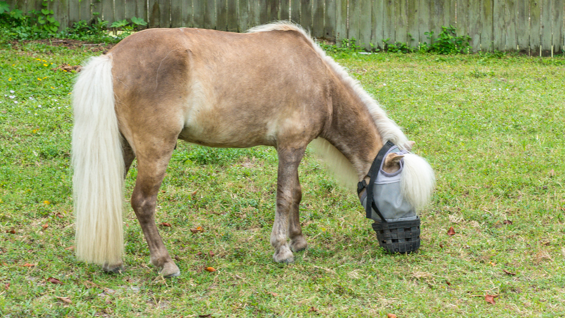 While there isn't a lot of pasture here, these minis have the added reduction of grass with the use of a grazing muzzle. They should be kept clean at all times and replaced when the bottom wears and the horse can gain access to more grass through the worn hole.