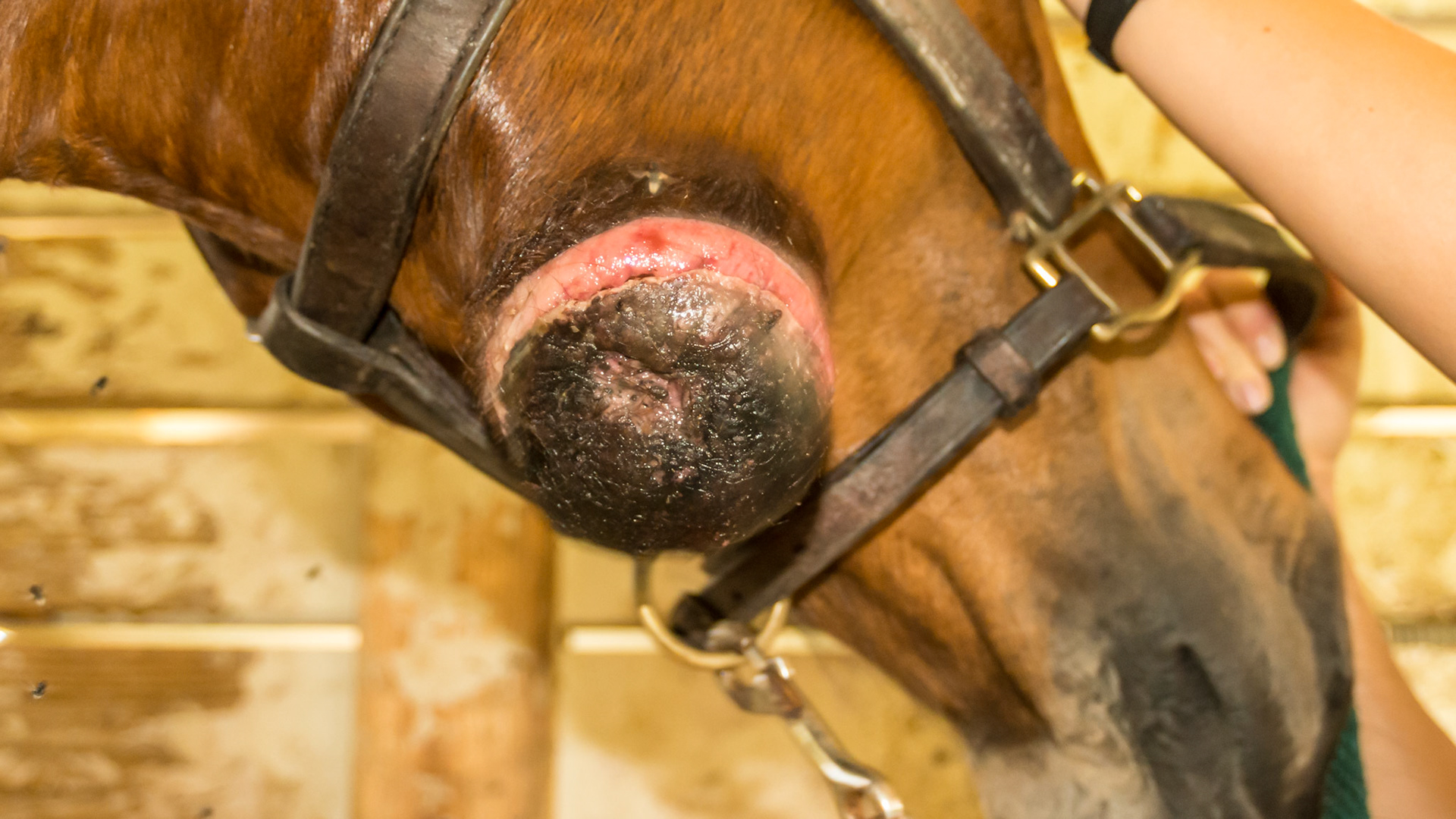 Horse C - 3 small fly bites and 2 resolved. But this one has grown and is unresponsive to all treatments. Horse is well cared for. No biopsy done. Non-painful. See 1 year later pictures labeled “Horse C”