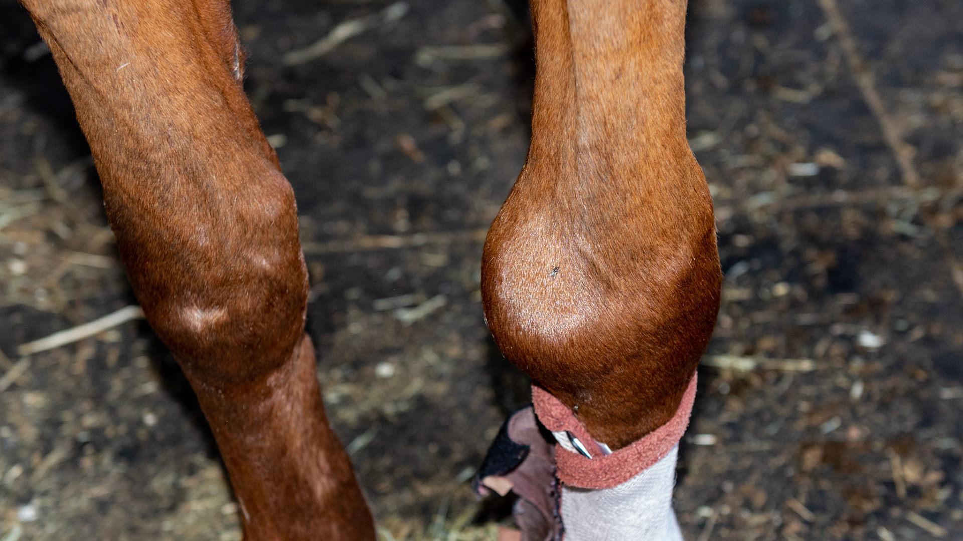 Ankylosis in a 32 year old Swedish warmblood mare with a history of carpal joint injections.