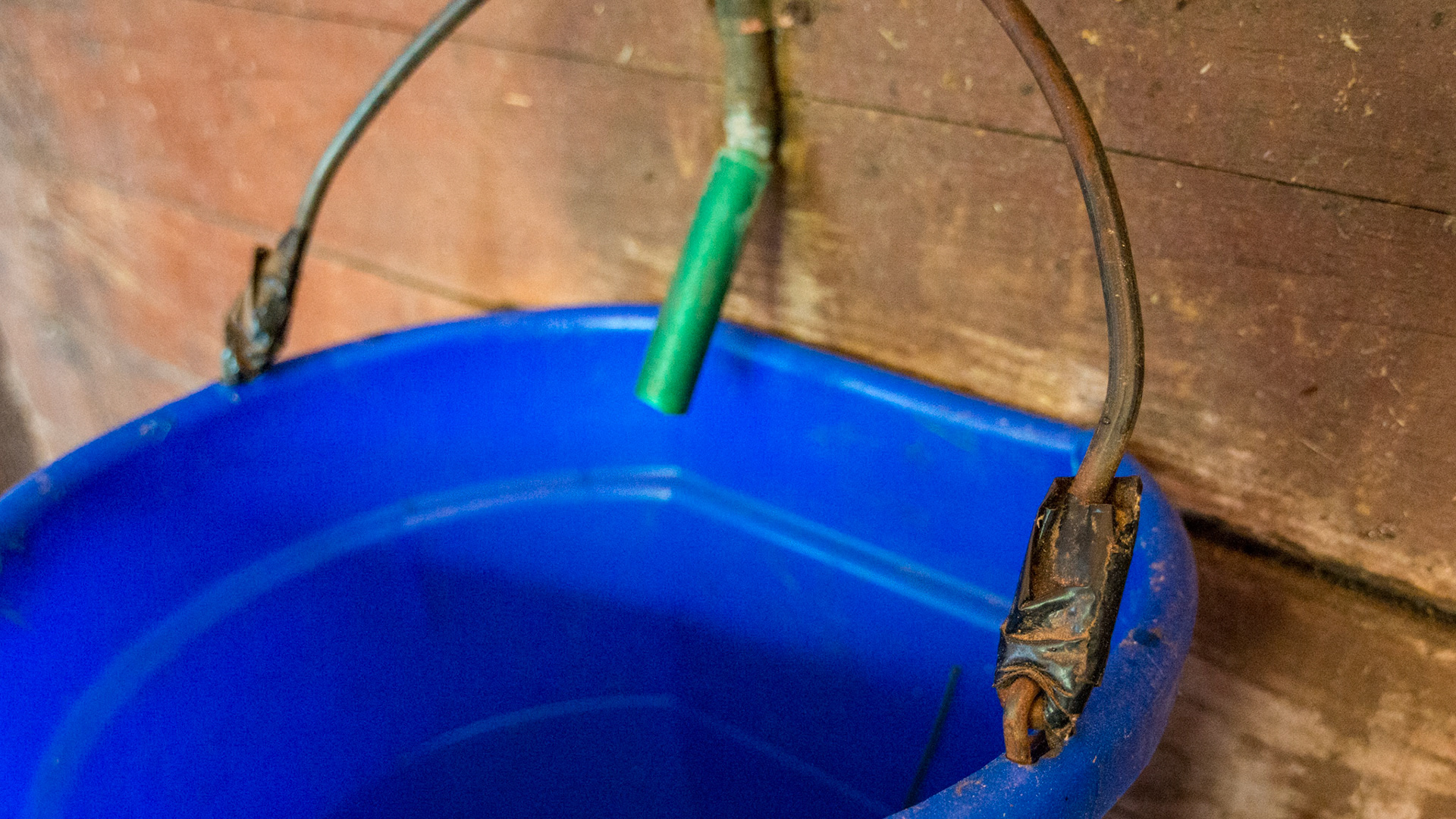 Water bucket with taped edges protects eyelids.  Note the rubber tipped water spout to fill the bucket