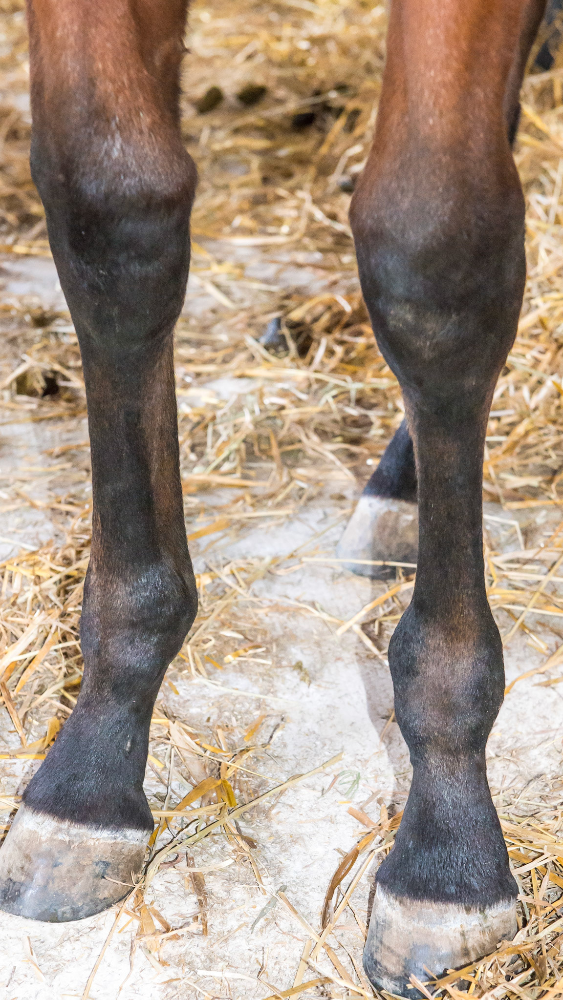 Epiphysitis in a 4 month old. The enlargements at the carpus and fetlock have actually reduced in size over the last 6 weeks through reduction of feed intake including being turned out on a dirt lot.