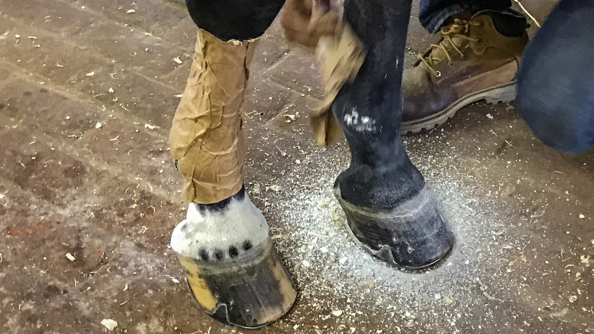 This horse has the poultice paper still on over the poultice of the right limb with the groom rubbing off the dried poultice of the left limb.