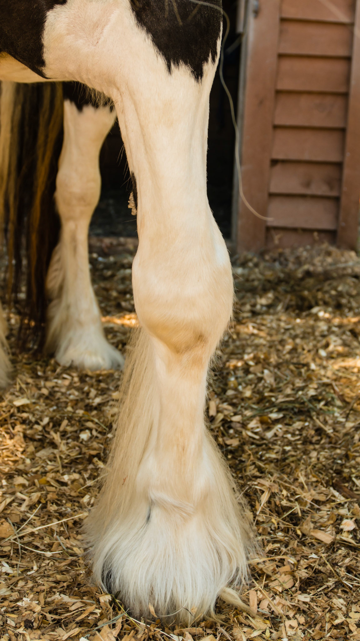 5 yr Gypsy Vanner has a varus deflection (to the outside) of the left forelimb.