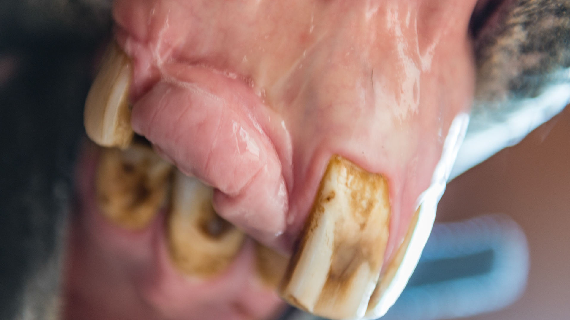 Horse A - 1 YEAR LATER - (4 yr old TB G with trauma causing the loss of 101 and 102 plus deforming the lower incisors with a retained 81)